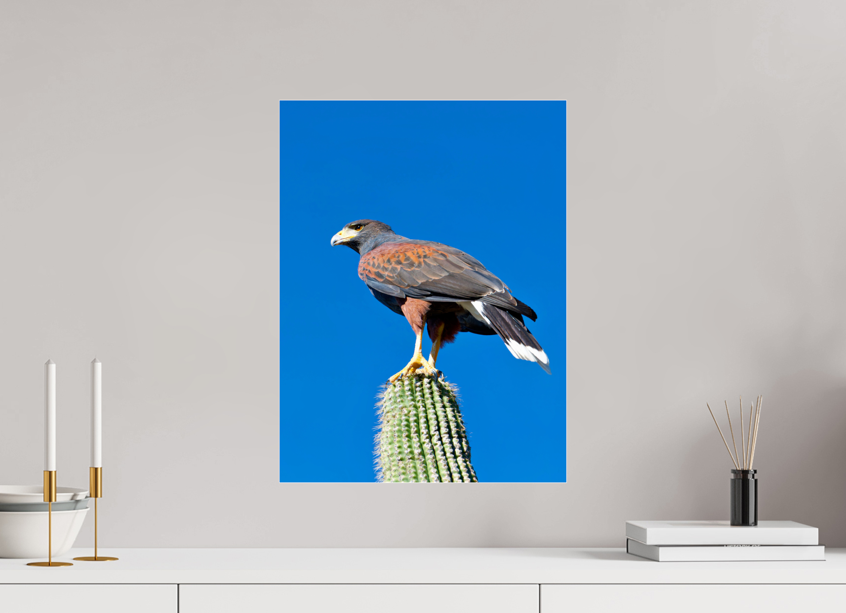 15 x 20″, Photo Print Under Acrylic Glass Harris's Hawk Resting on a Saguaro