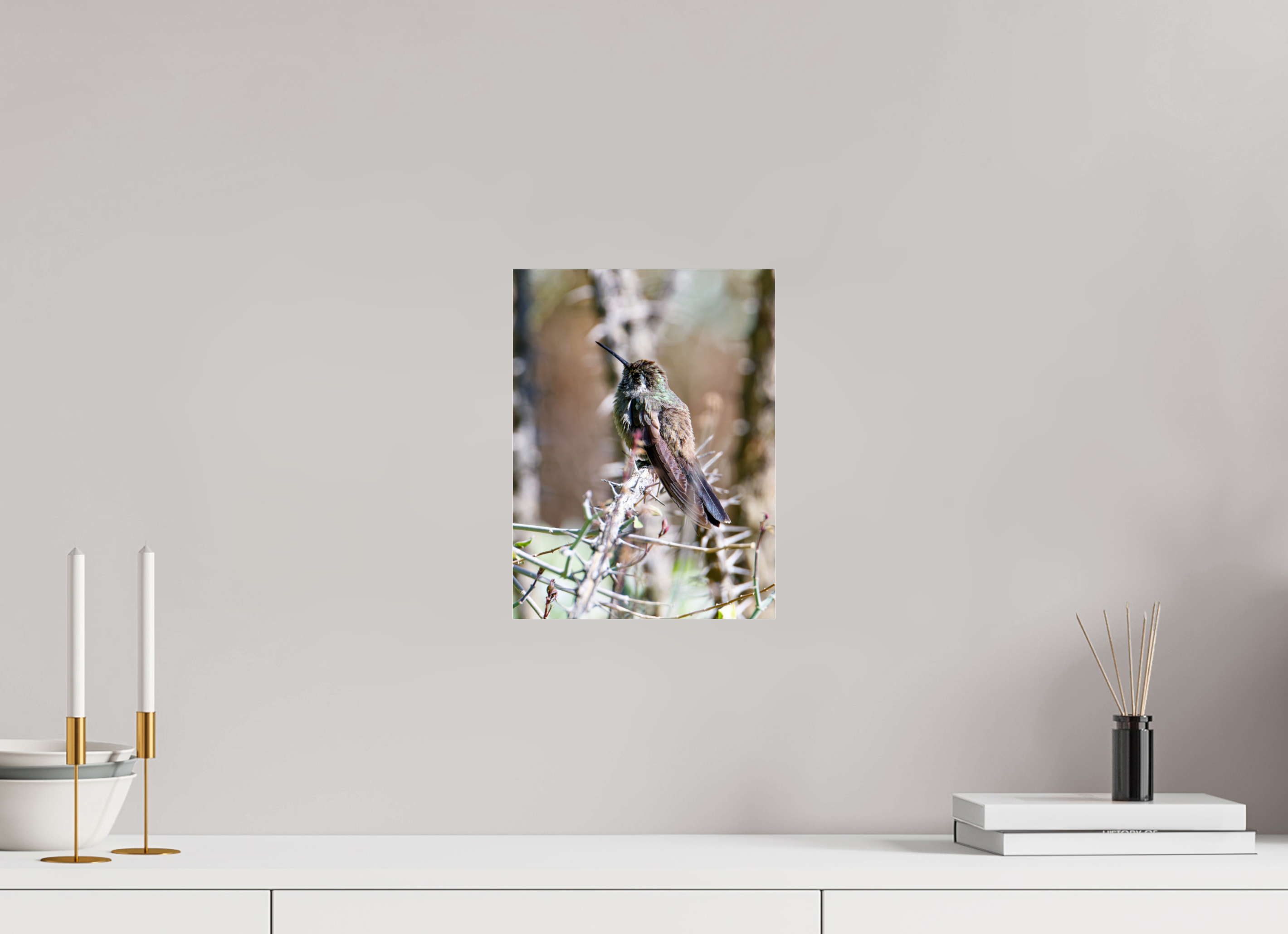 9 x 12″, Photo Print Under Acrylic Glass Blue Throated Mountain Gem Hummingbird resting on an Ocotillo