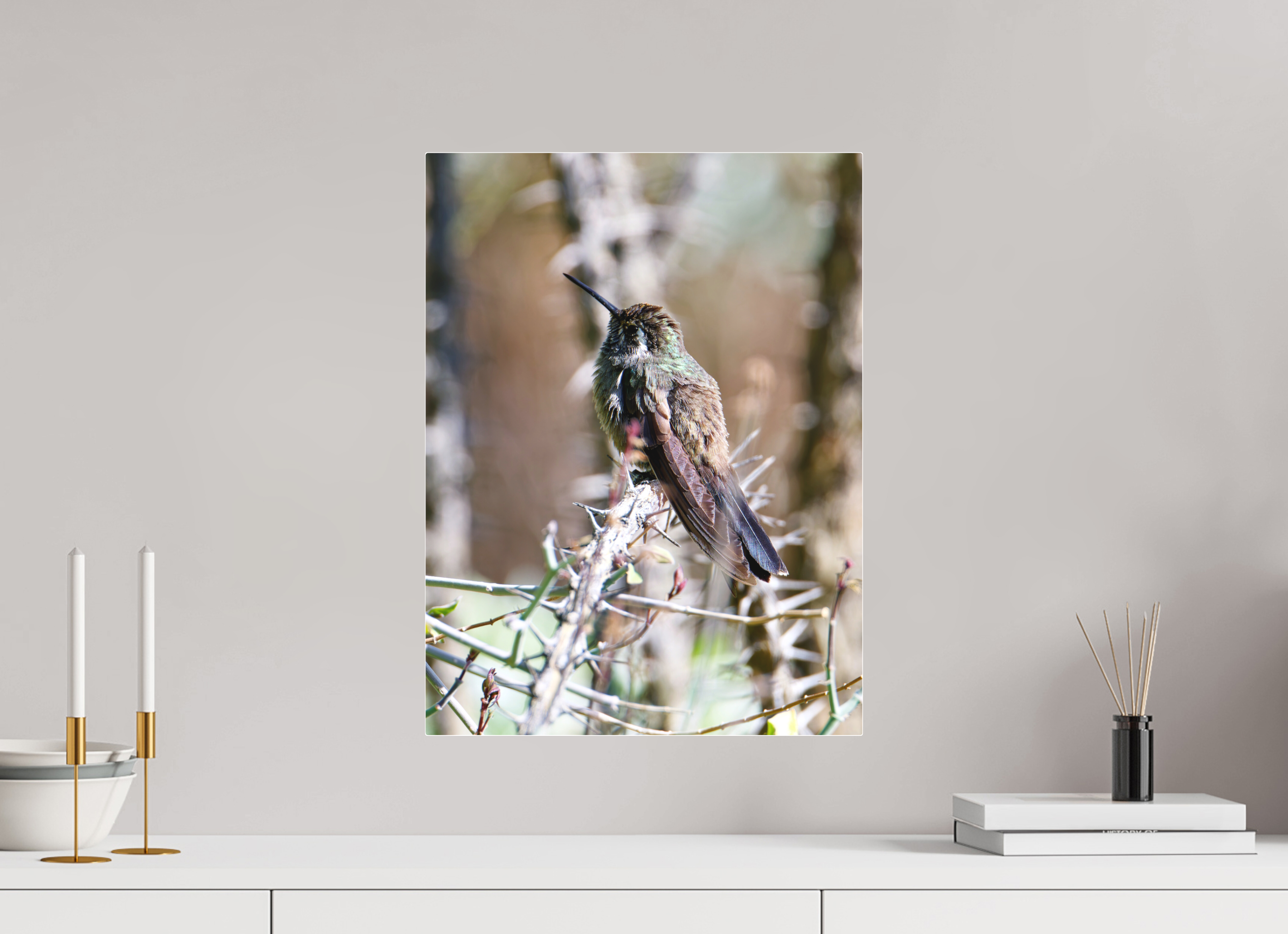 15 x 20″, Matte Acrylic Blue Throated Mountain Gem Hummingbird resting on an Ocotillo