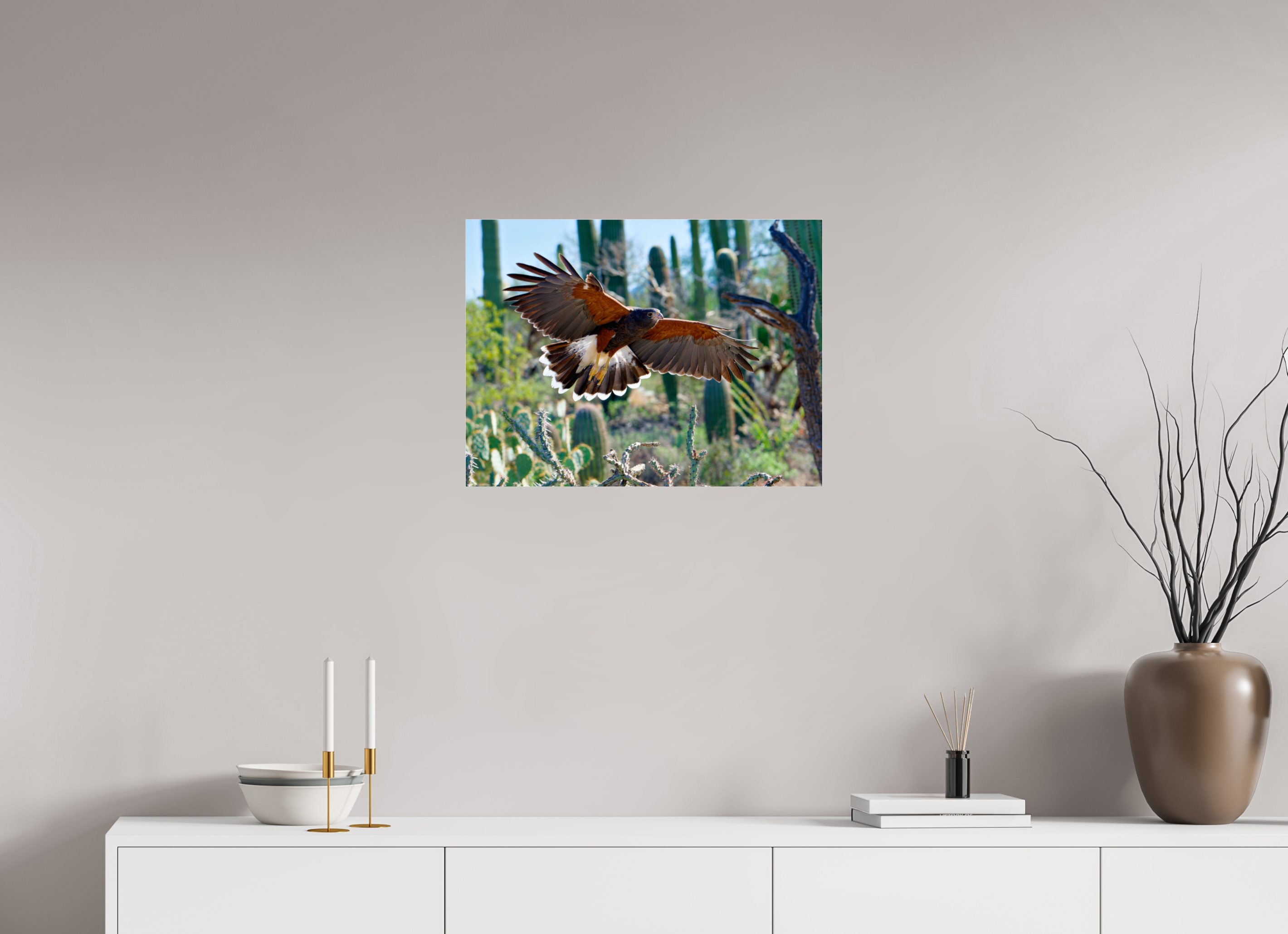 24 x 18″, Photo Print Under Acrylic Glass Harris's Hawk Gliding