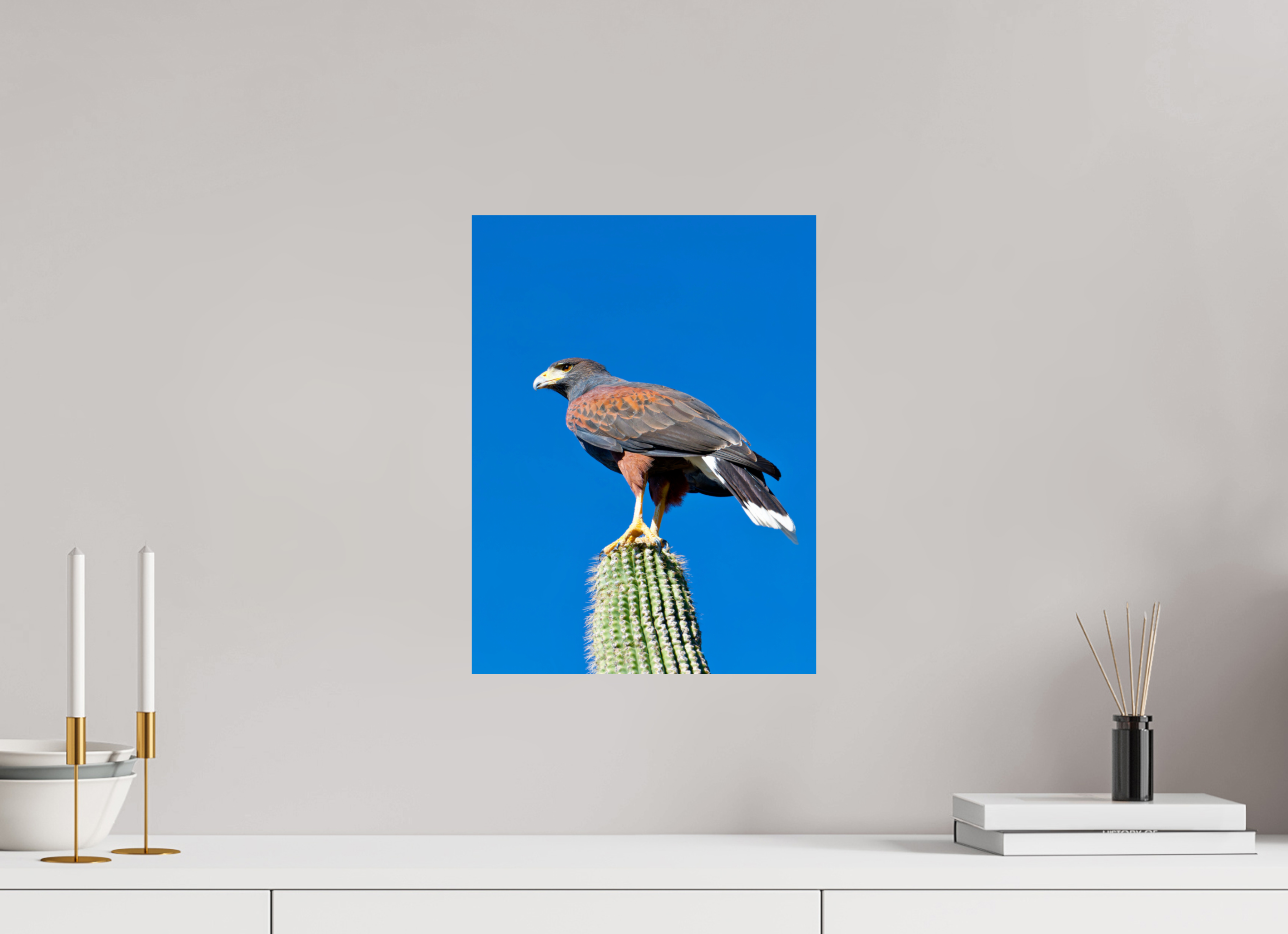 12 x 16″, Photo Print On Fuji Crystal DP II Harris's Hawk Resting on a Saguaro