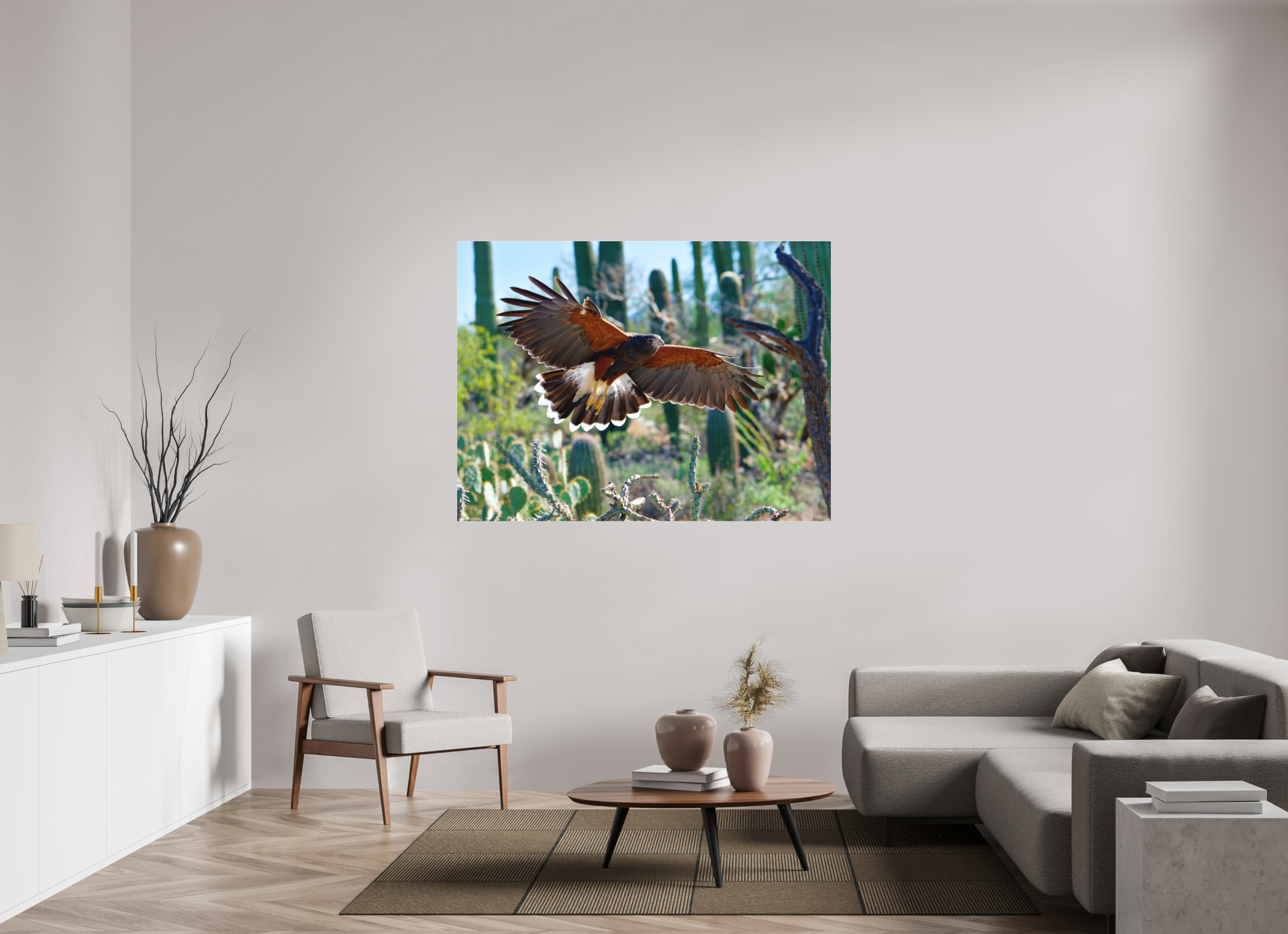 60 x 45″, Matte Acrylic Harris's Hawk Gliding