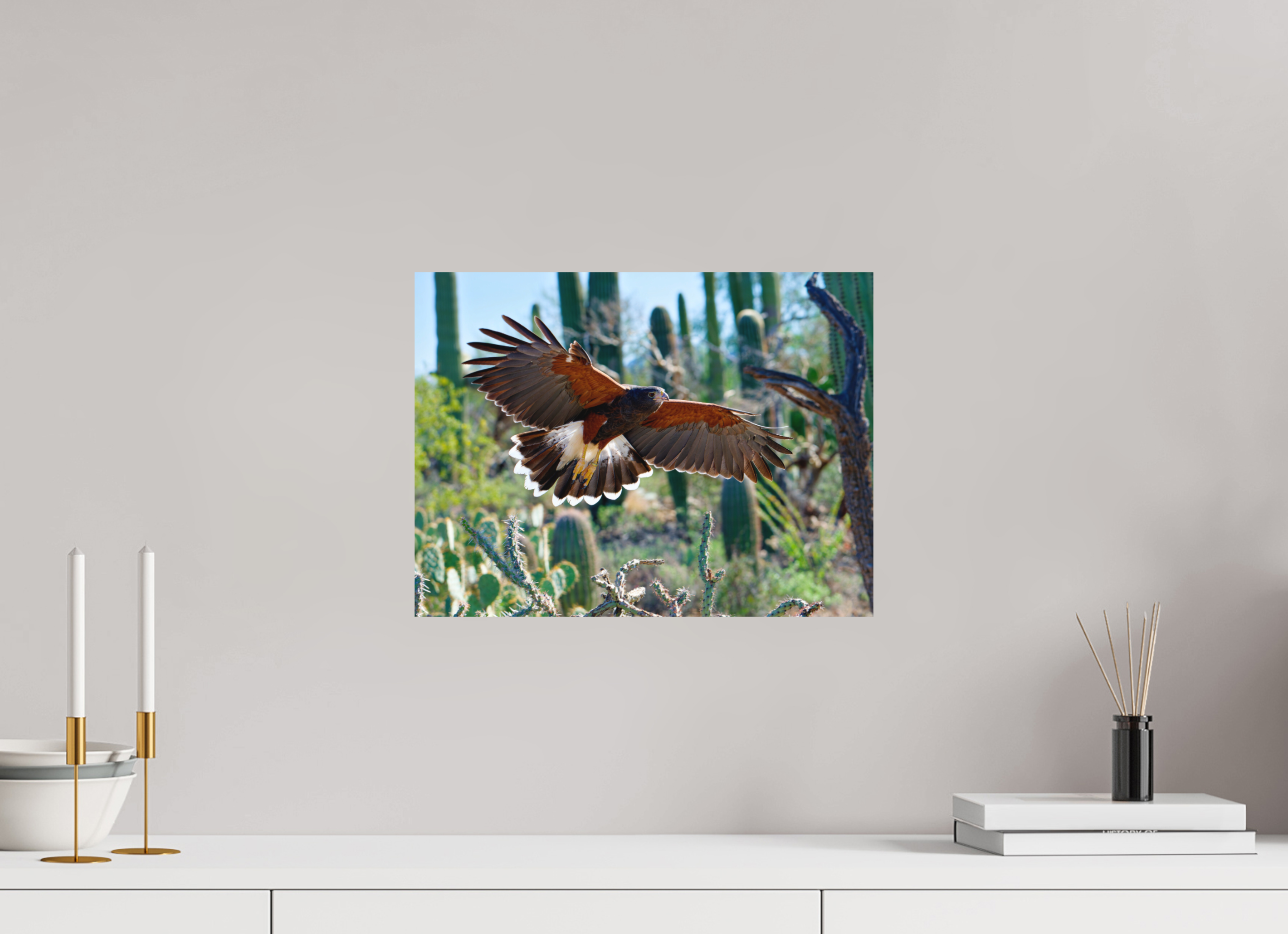 16 x 12″, Fuji Crystal Archive, matte Harris's Hawk Gliding