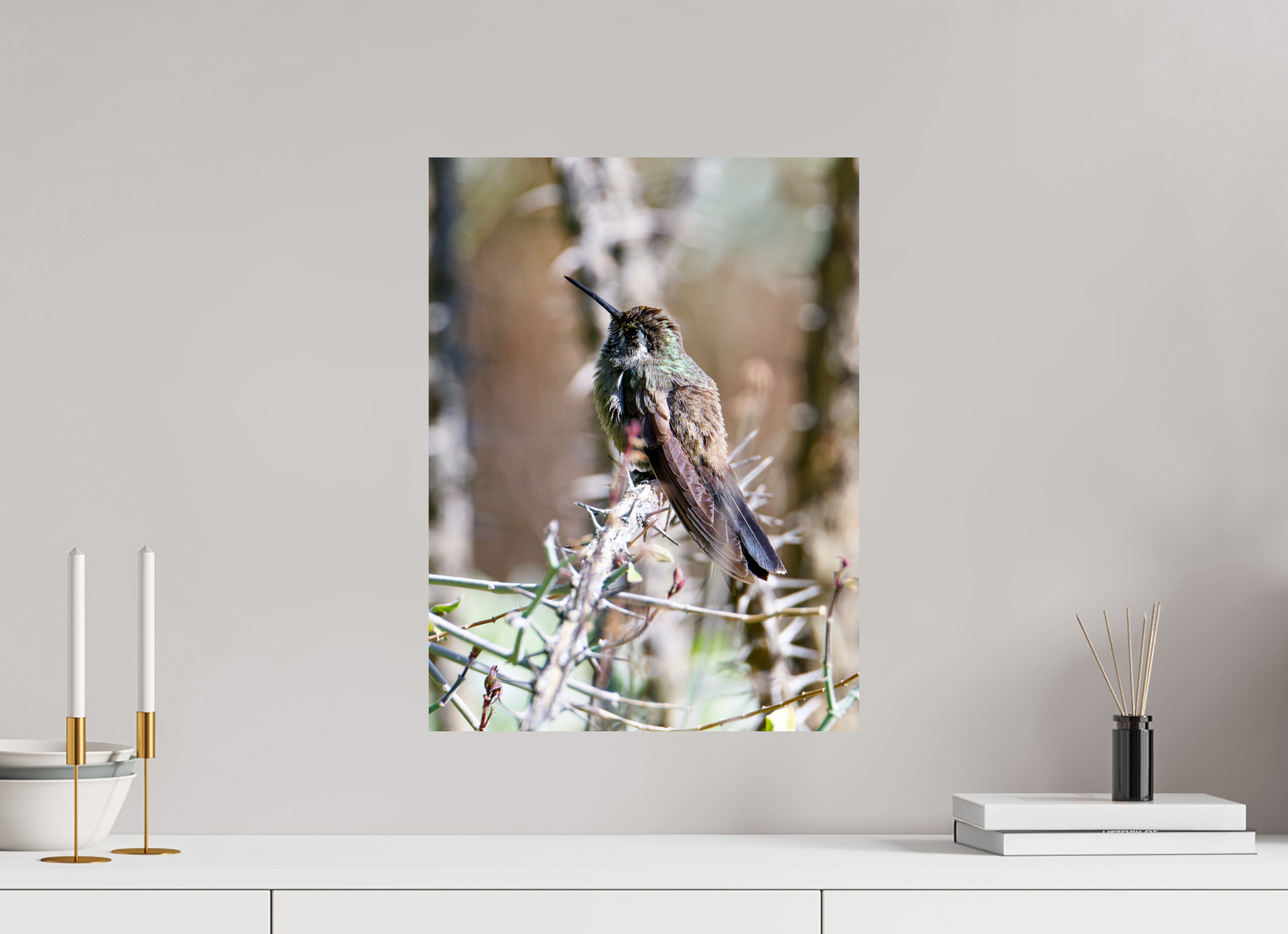 15 x 20″, Photo Print On Fuji Crystal DP II Blue Throated Mountain Gem Hummingbird resting on an Ocotillo