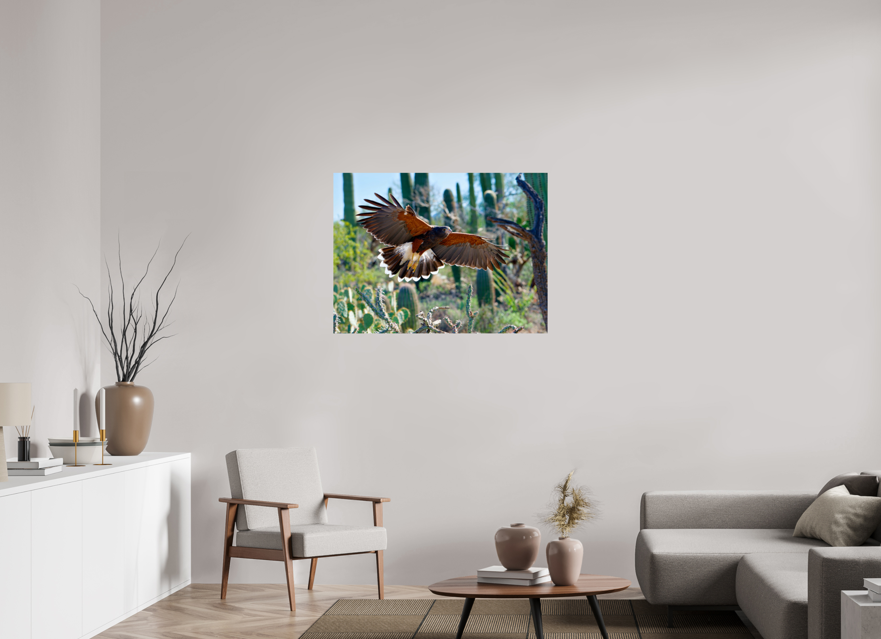 40 x 30″, Photo Print On Fuji Crystal DP II Harris's Hawk Gliding
