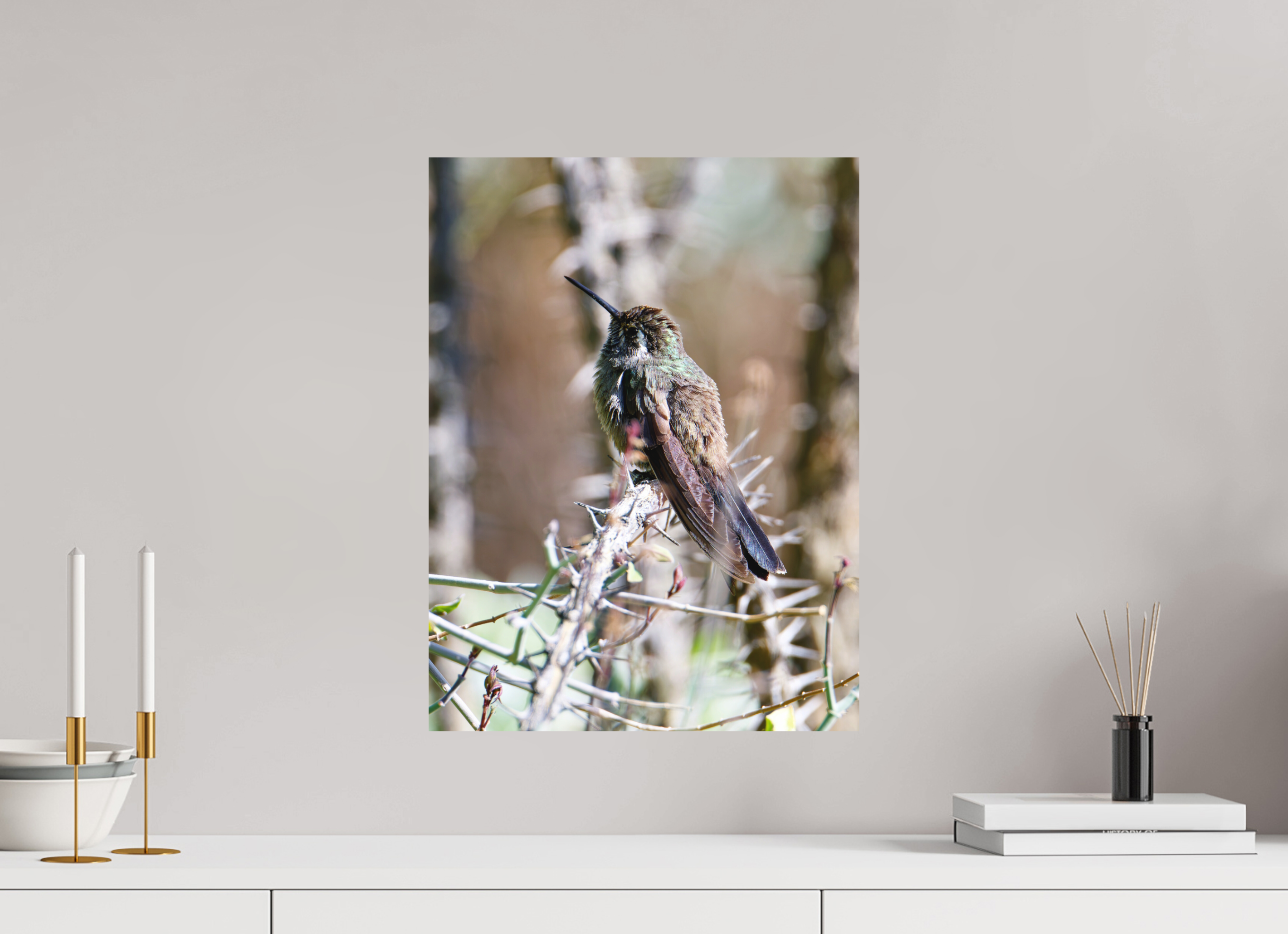 15 x 20″, Fuji Crystal Archive, matte Blue Throated Mountain Gem Hummingbird resting on an Ocotillo