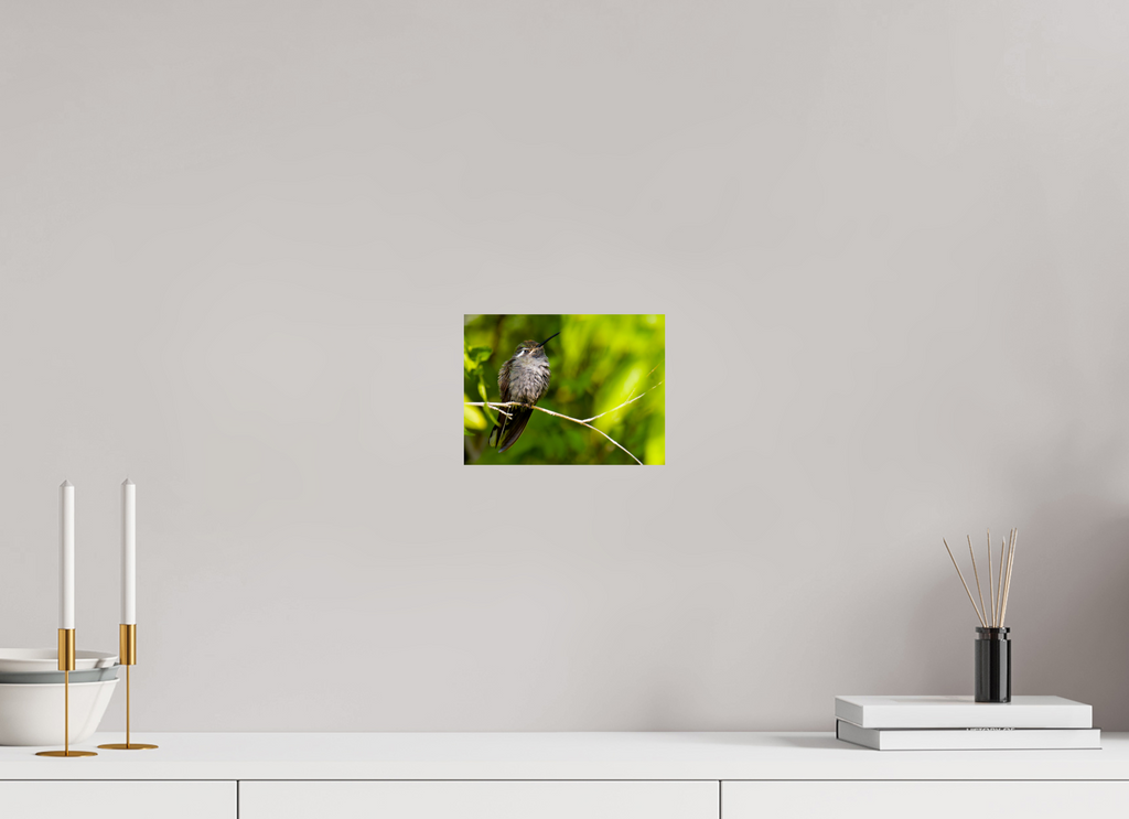 8 x 6″, Photo Print On Fuji Crystal DP II Blue Throated Mountain Gem Hummingbird in a Bush