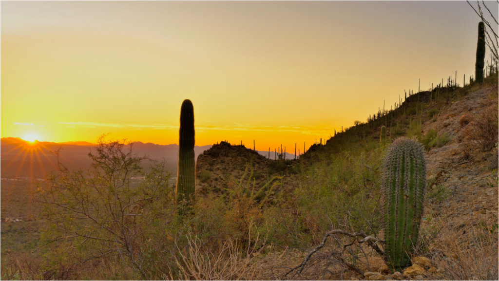 Main image Saguaro National Park Sunset