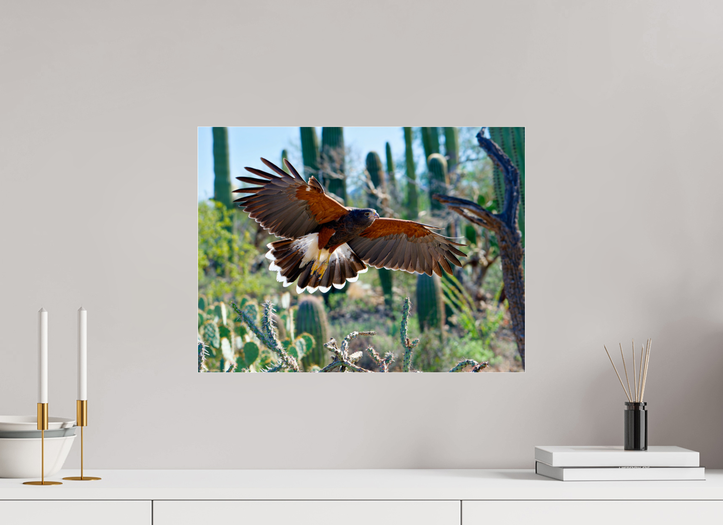 20 x 15″, Photo Print Under Acrylic Glass Harris's Hawk Gliding