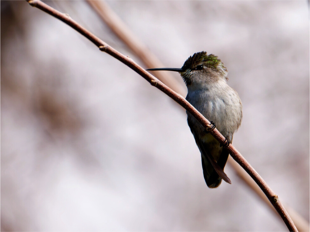 Main image Costa's Hummingbird Wide