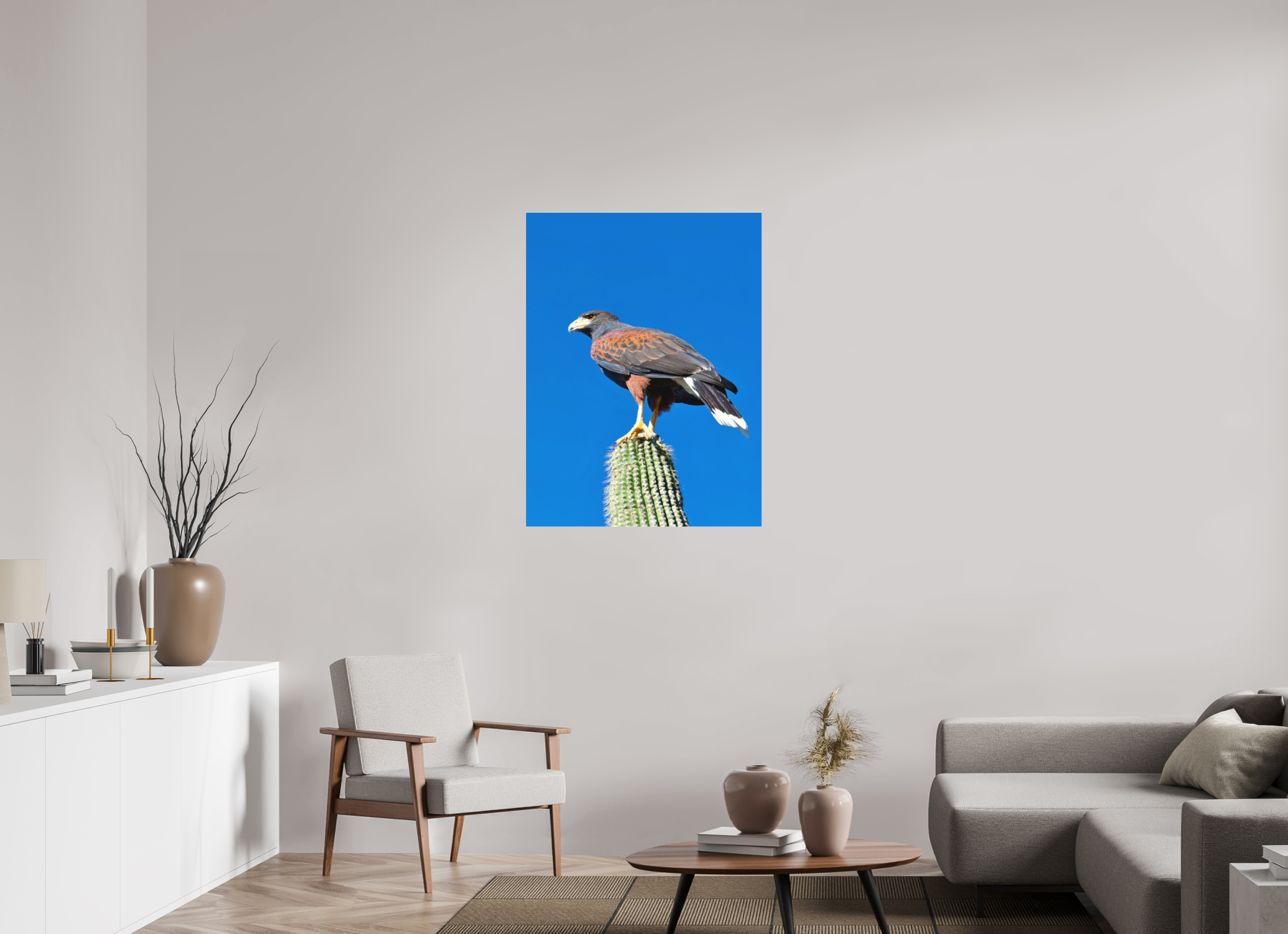 30 x 40″, Matte Acrylic Harris's Hawk Resting on a Saguaro