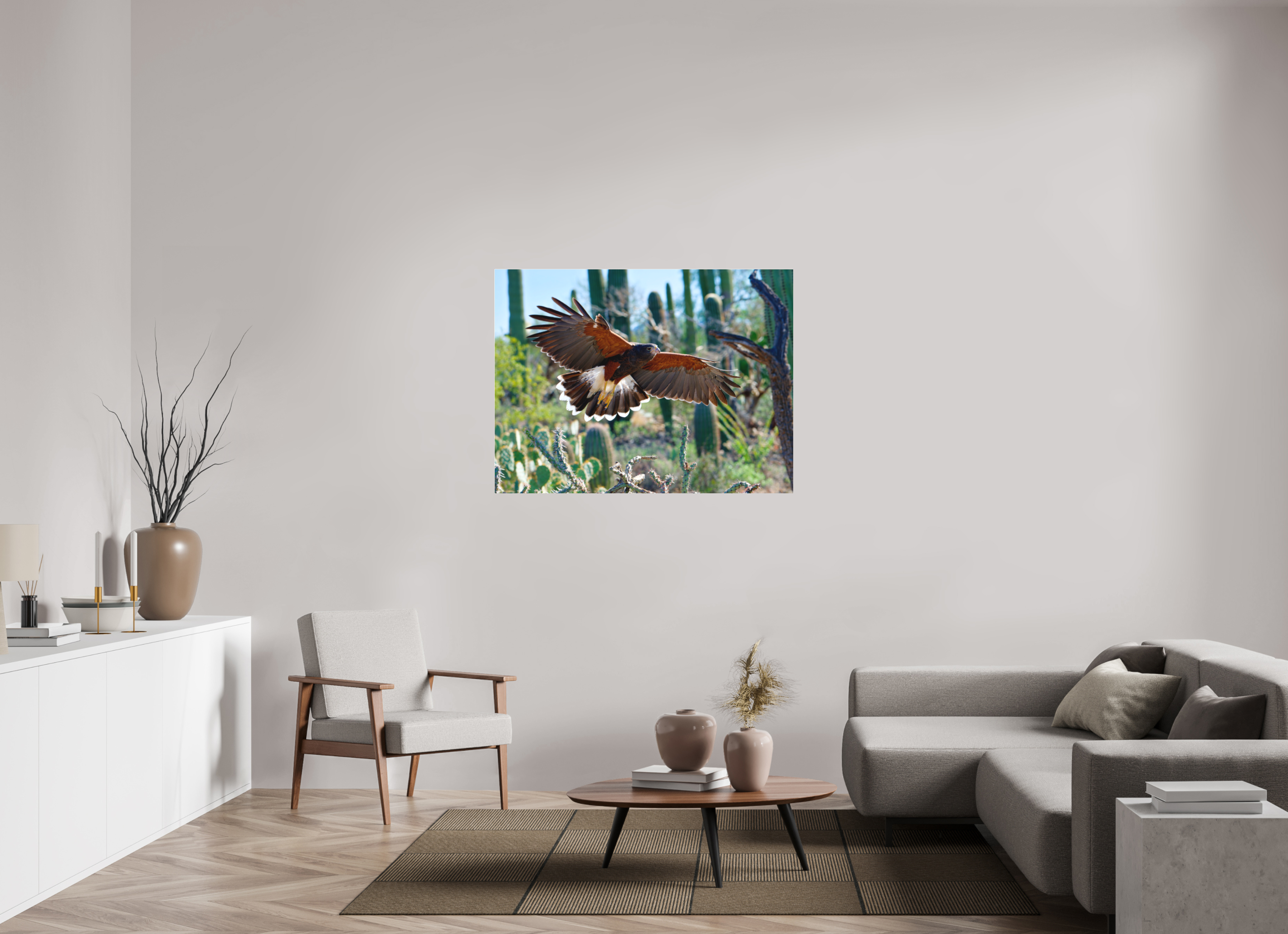 48 x 36″, Matte Acrylic Harris's Hawk Gliding