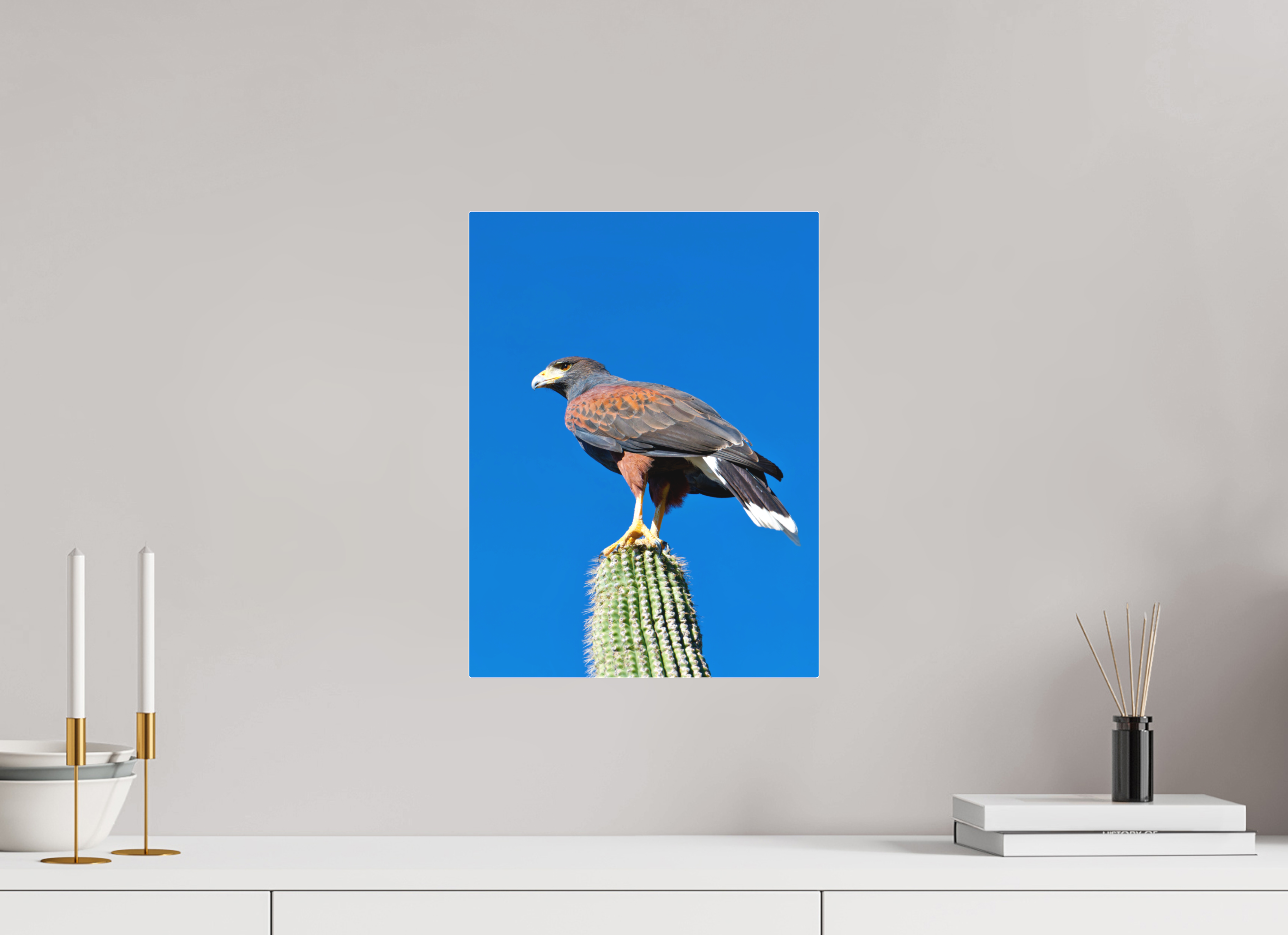 12 x 16″, Matte Acrylic Harris's Hawk Resting on a Saguaro