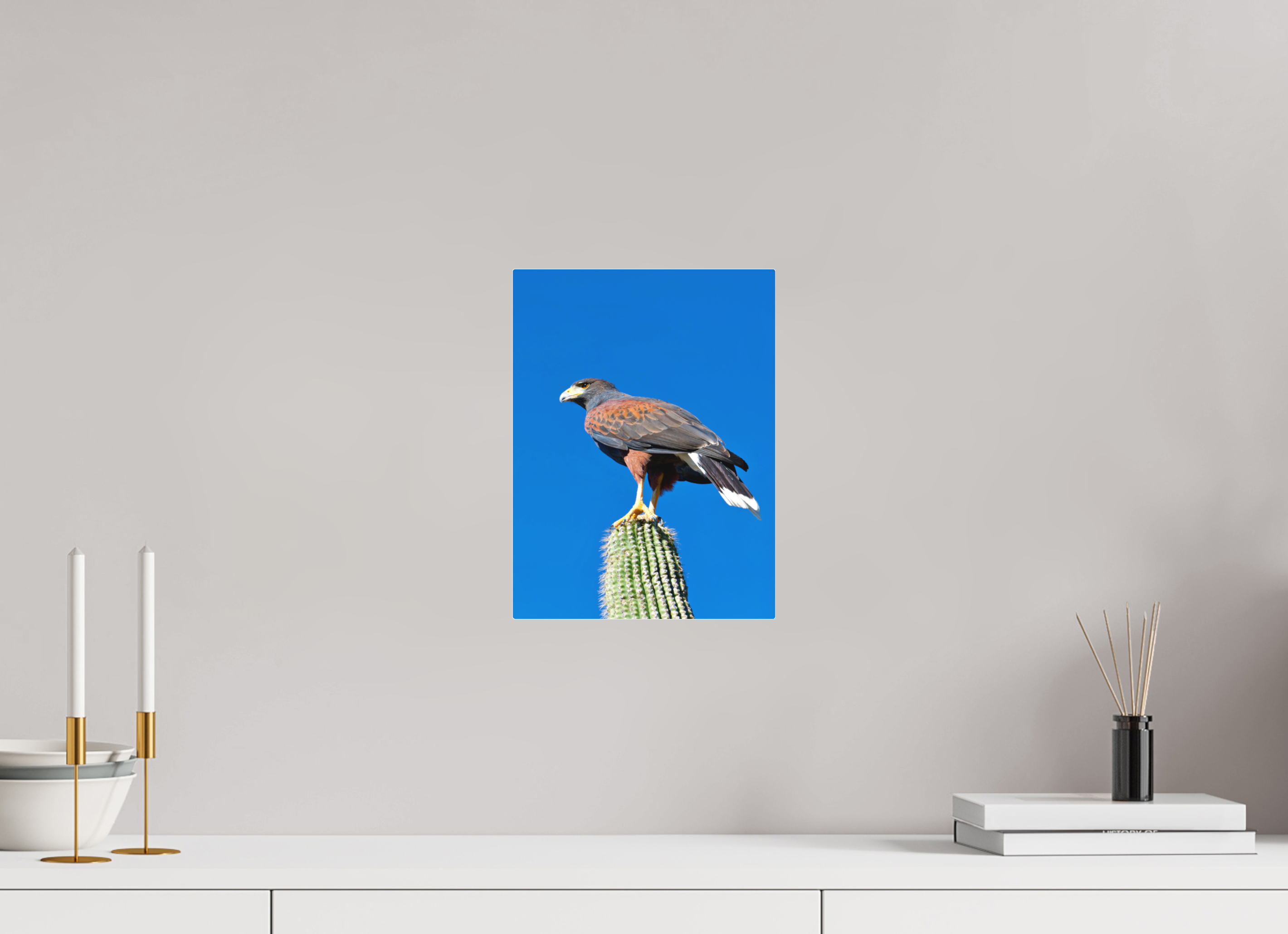 9 x 12″, Matte Acrylic Harris's Hawk Resting on a Saguaro