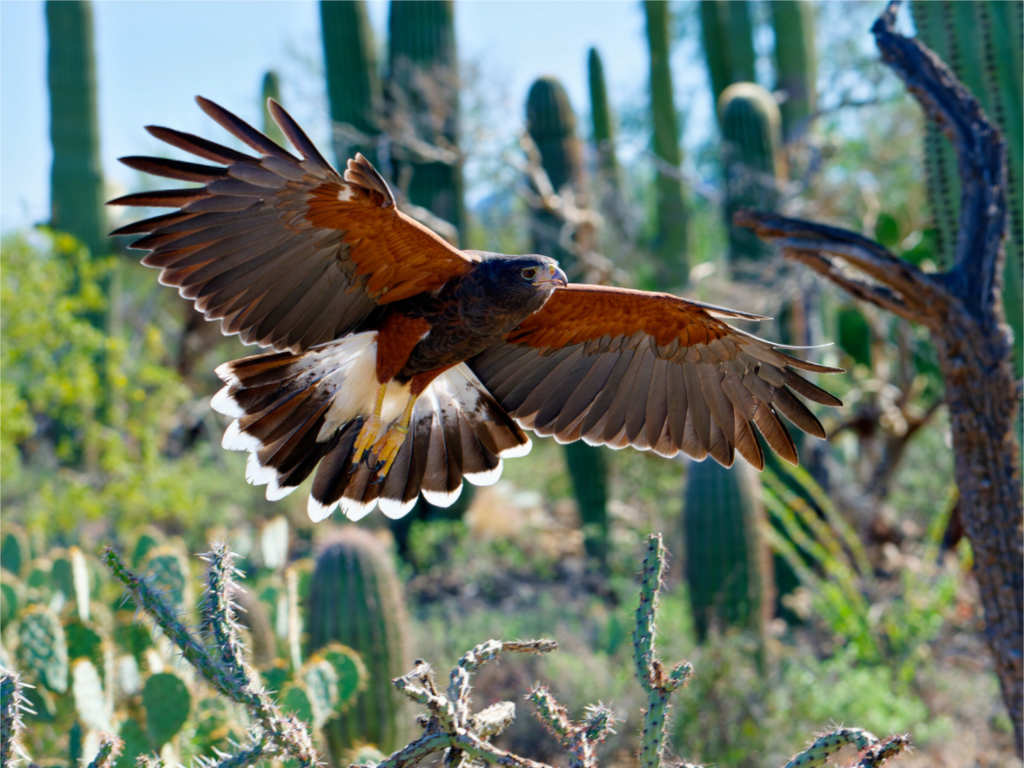 Main image Harris's Hawk Gliding