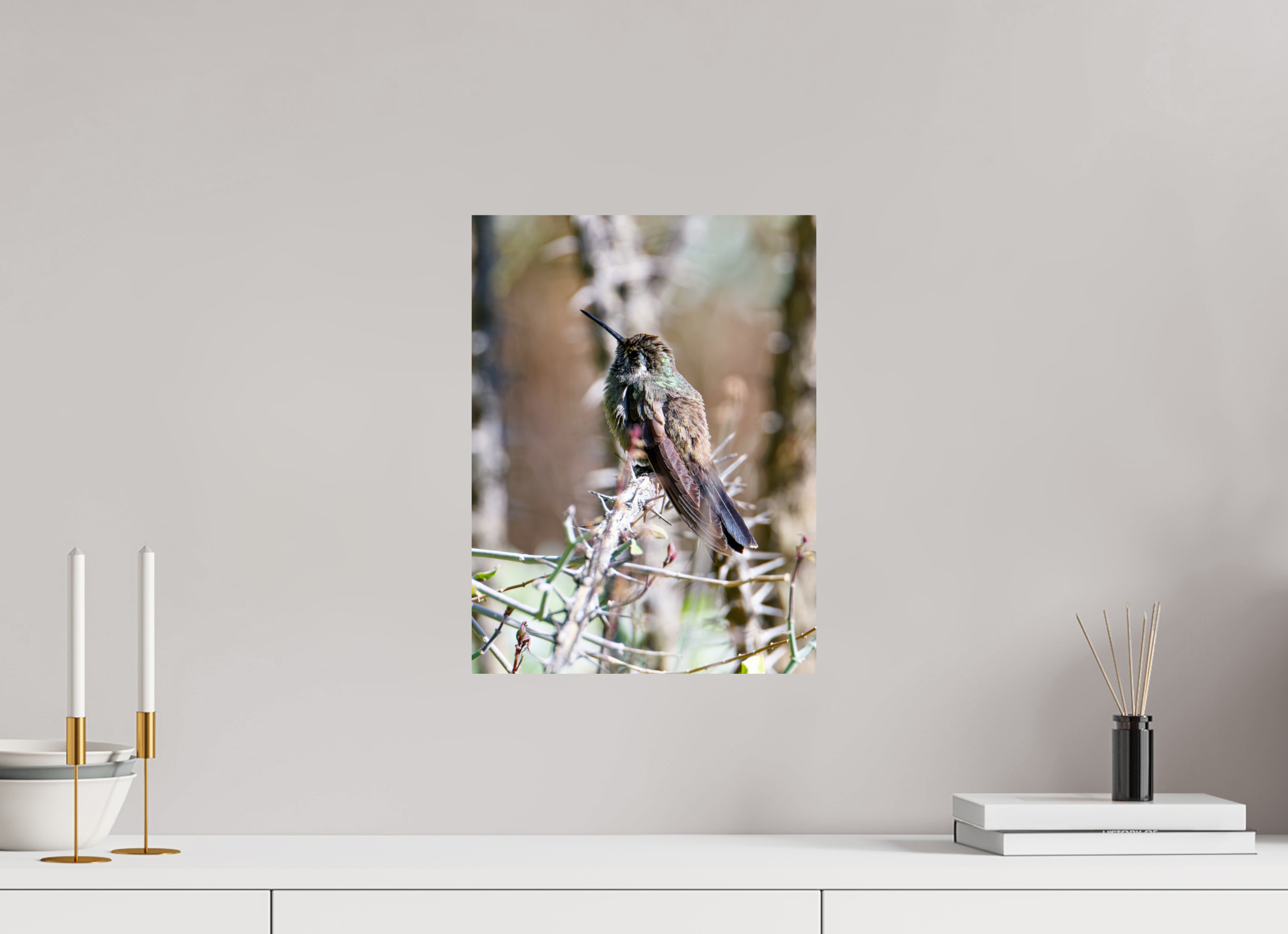 12 x 16″, Photo Print On Fuji Crystal DP II Blue Throated Mountain Gem Hummingbird resting on an Ocotillo