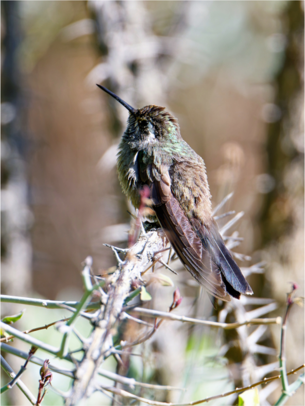 Main image Blue Throated Mountain Gem Hummingbird resting on an Ocotillo