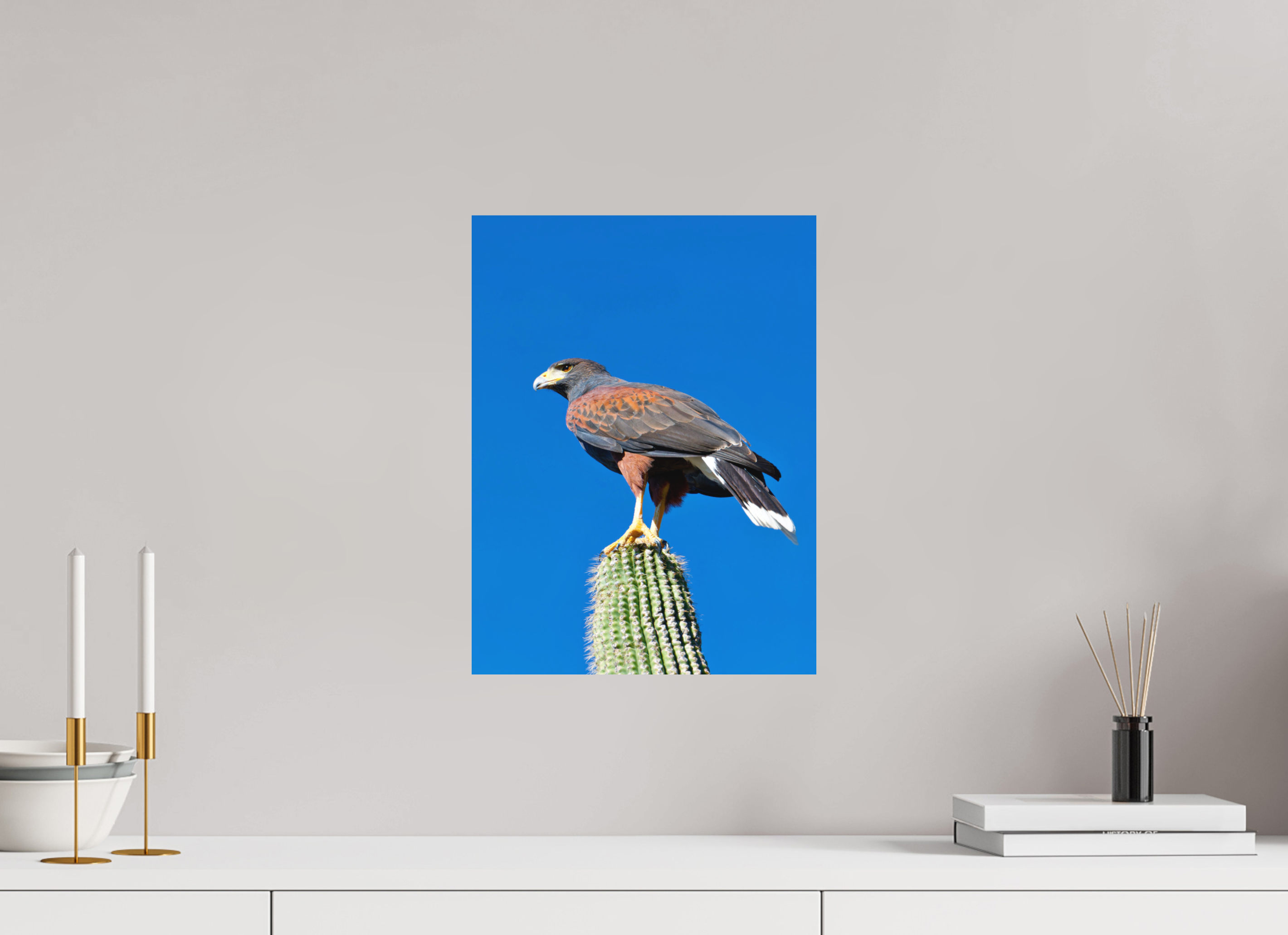 12 x 16″, Fuji Crystal Archive, matte Harris's Hawk Resting on a Saguaro