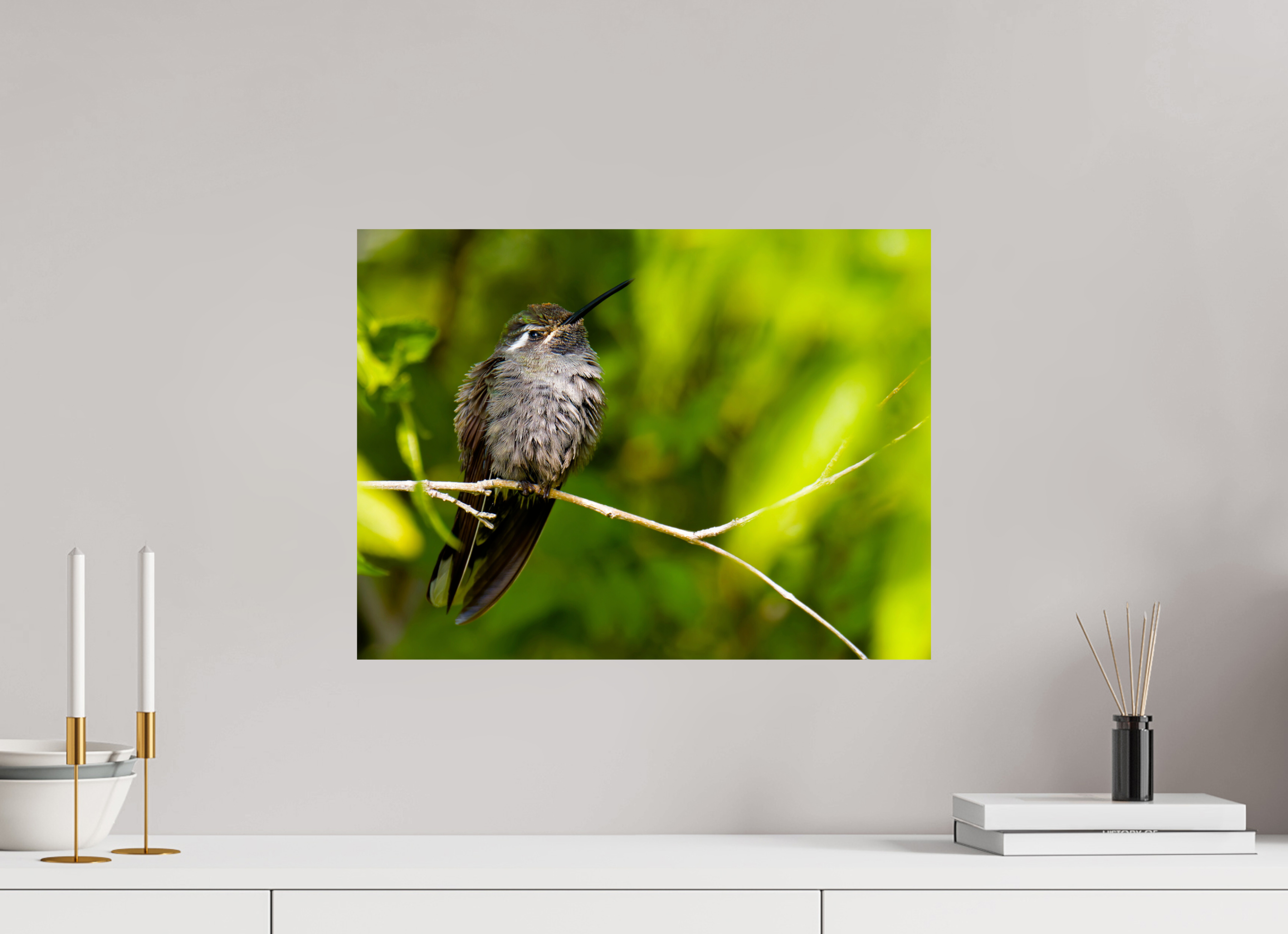 20 x 15″, Photo Print On Fuji Crystal DP II Blue Throated Mountain Gem Hummingbird in a Bush