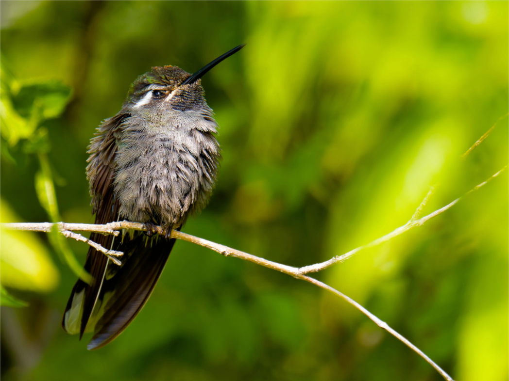 Main image Blue Throated Mountain Gem Hummingbird in a Bush