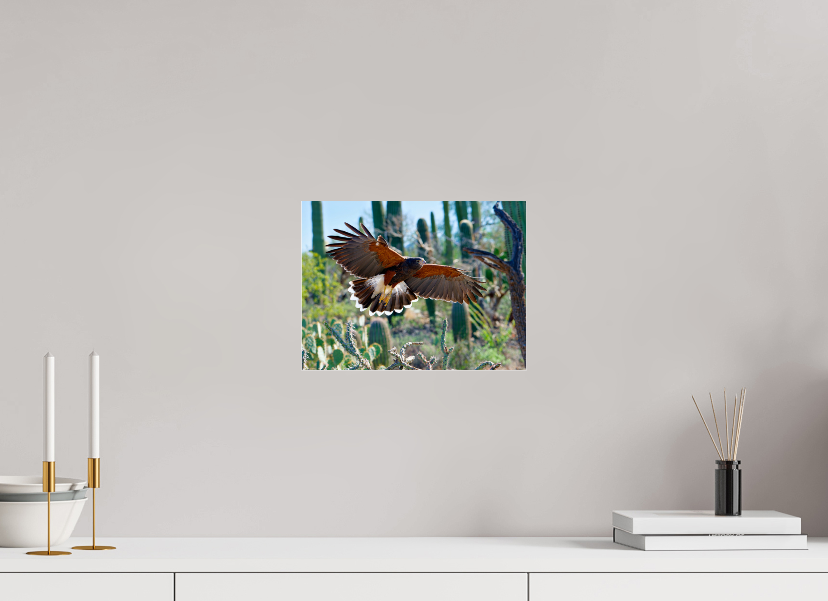 12 x 9″, Photo Print Under Acrylic Glass Harris's Hawk Gliding