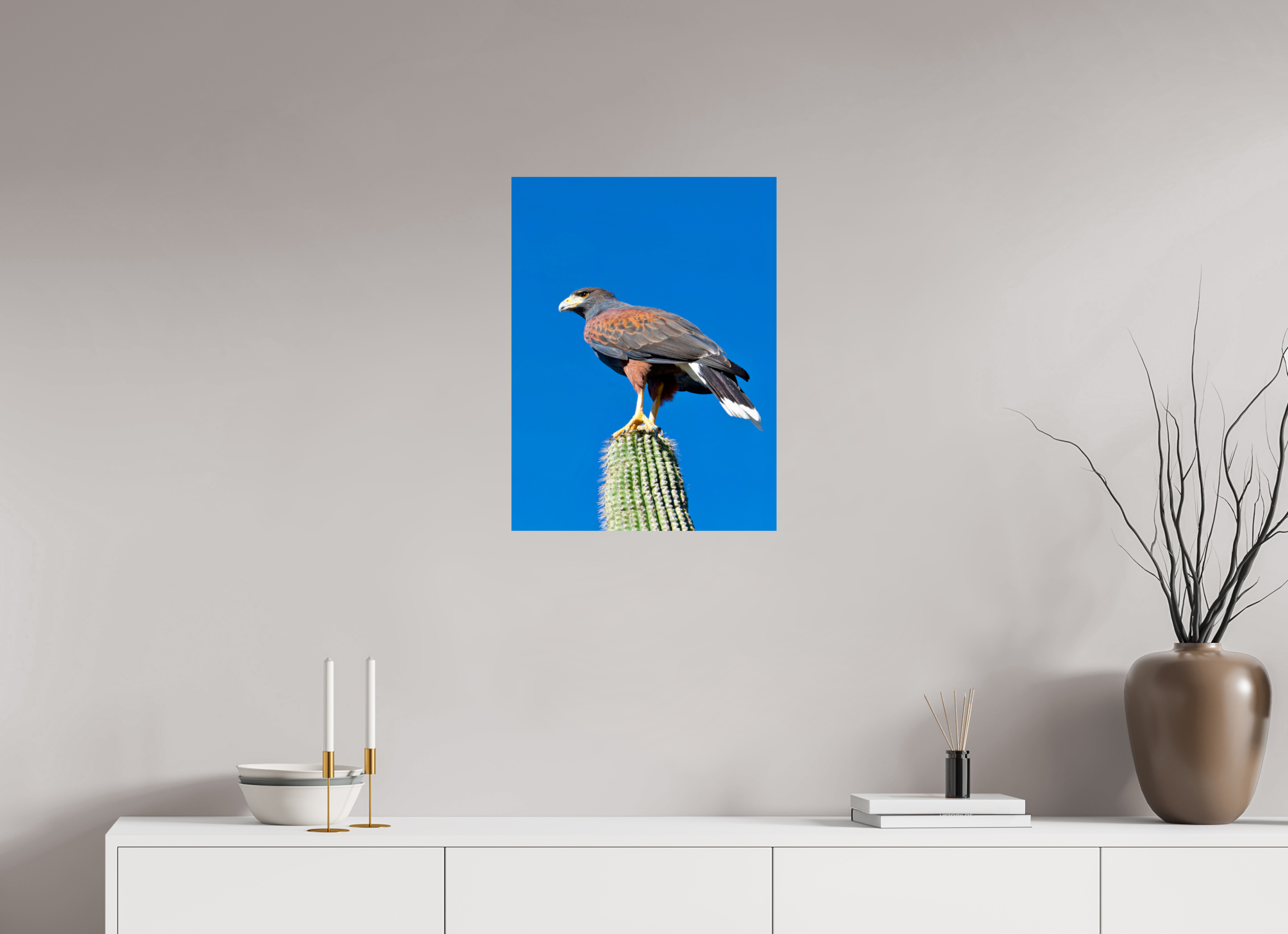 18 x 24″, Photo Print On Fuji Crystal DP II Harris's Hawk Resting on a Saguaro