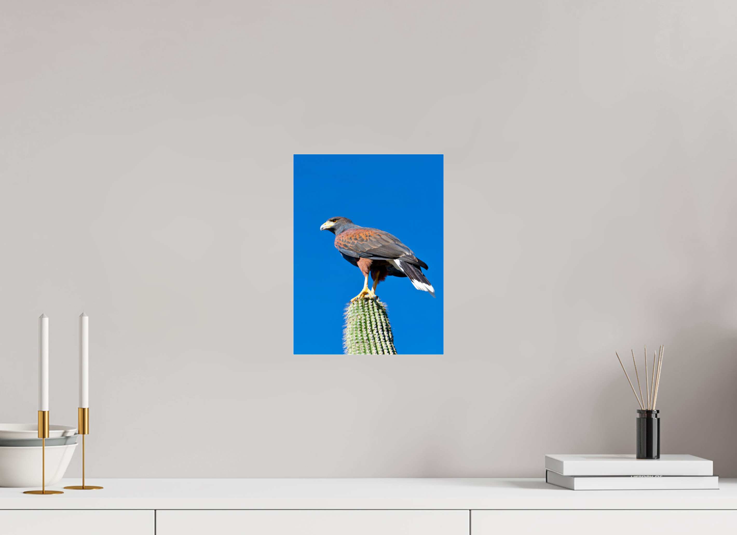 9 x 12″, Photo Print Under Acrylic Glass Harris's Hawk Resting on a Saguaro