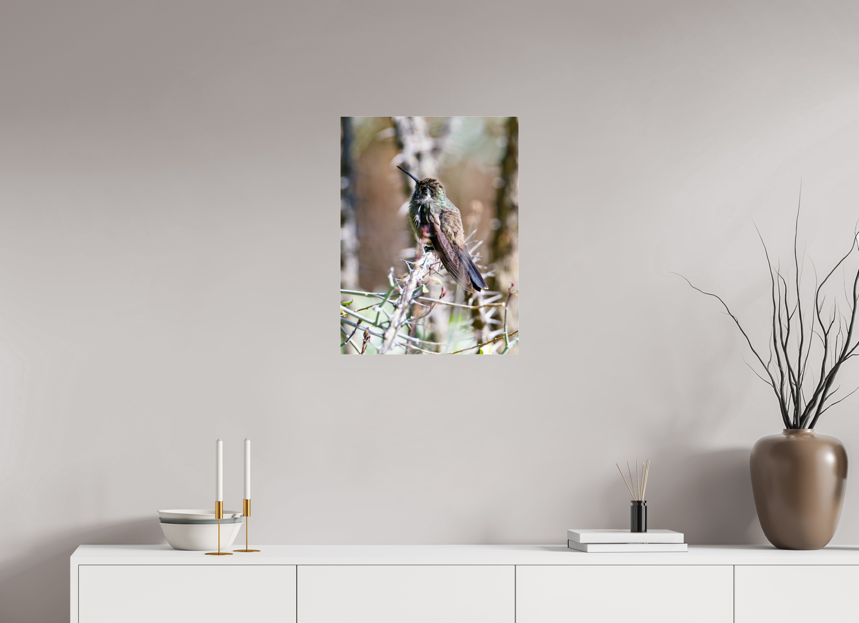 18 x 24″, Photo Print Under Acrylic Glass Blue Throated Mountain Gem Hummingbird resting on an Ocotillo