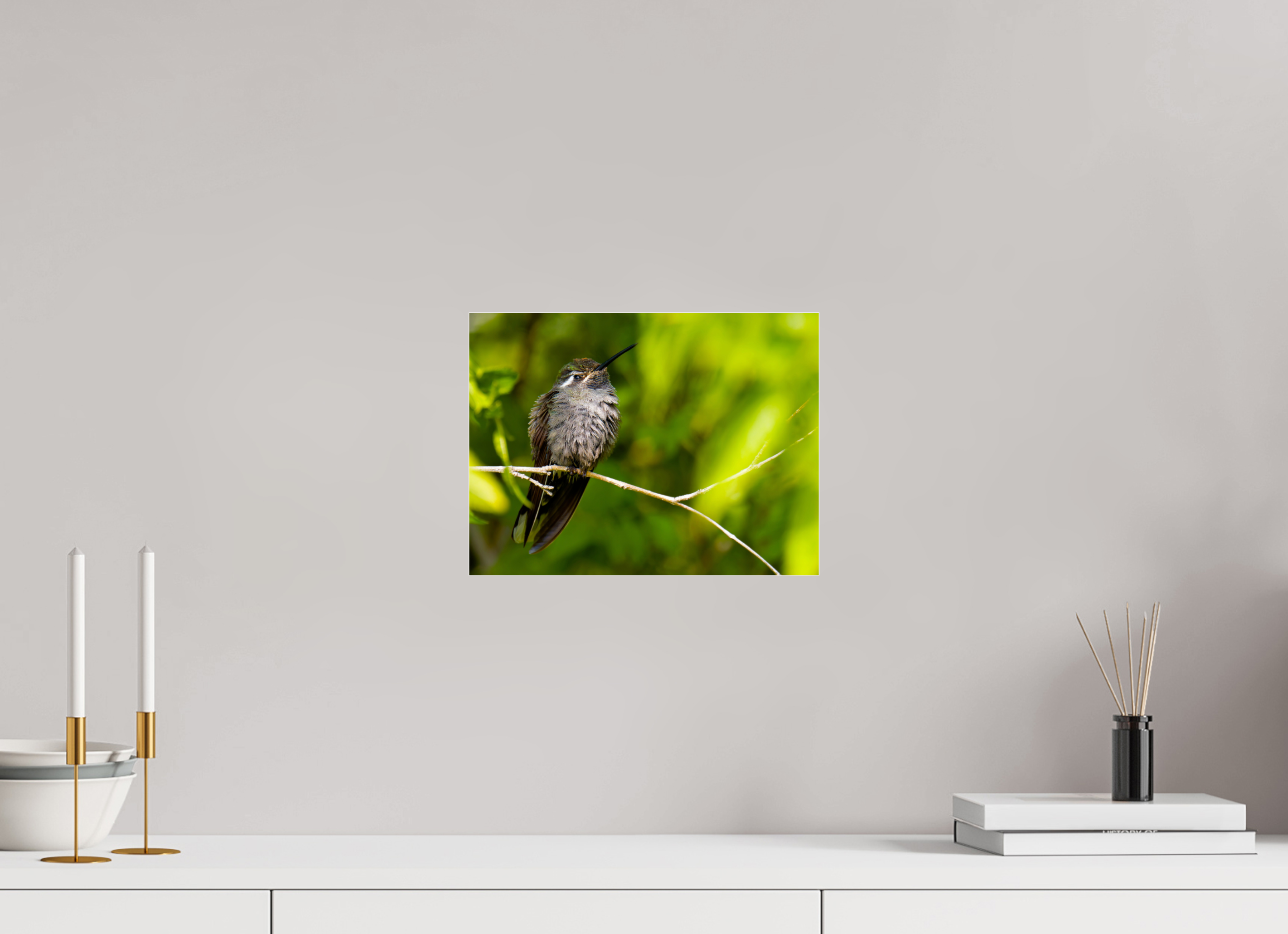 12 x 9″, Photo Print Under Acrylic Glass Blue Throated Mountain Gem Hummingbird in a Bush