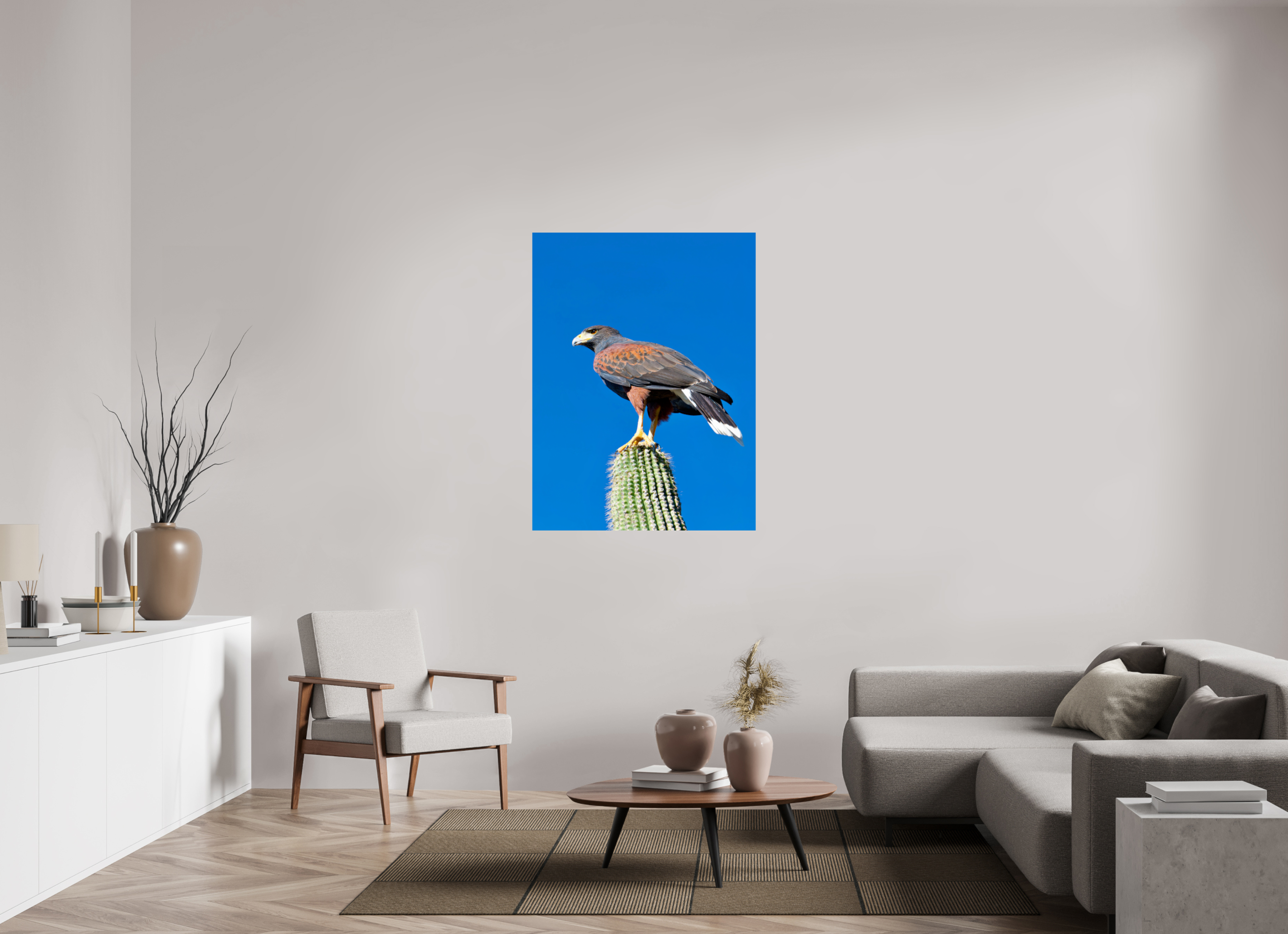 36 x 48″, Metalic Photo Print on Fuji Crystal Pearl Harris's Hawk Resting on a Saguaro