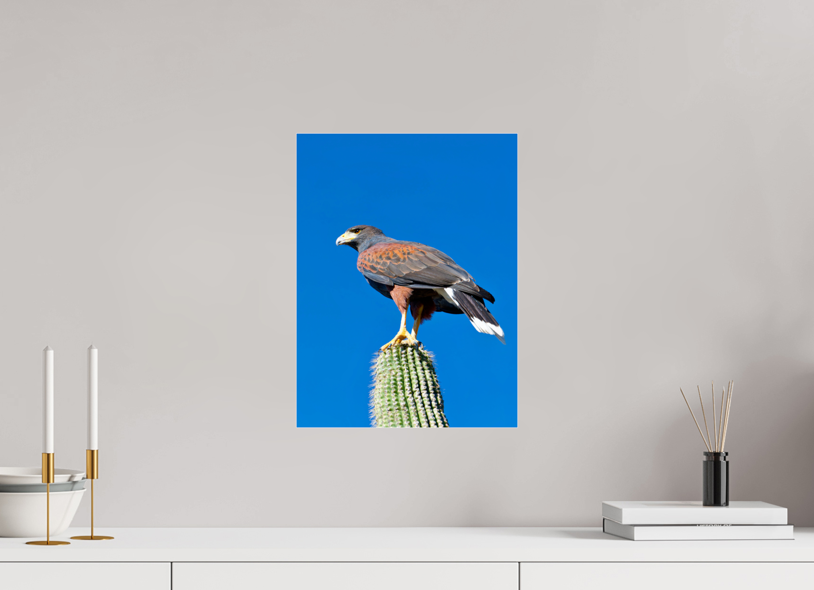 12 x 16″, Photo Print Under Acrylic Glass Harris's Hawk Resting on a Saguaro