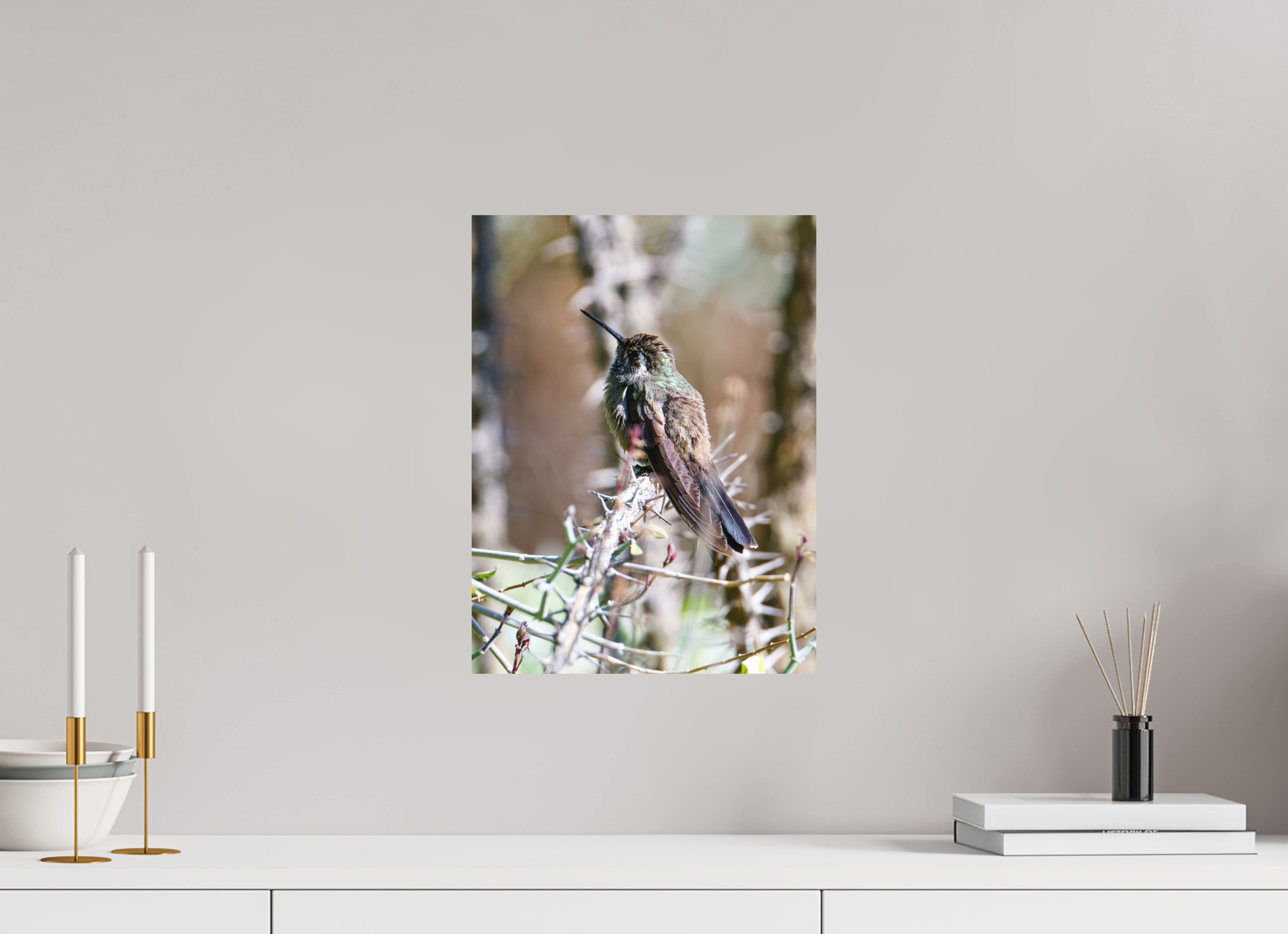 12 x 16″, Fuji Crystal Archive, matte Blue Throated Mountain Gem Hummingbird resting on an Ocotillo