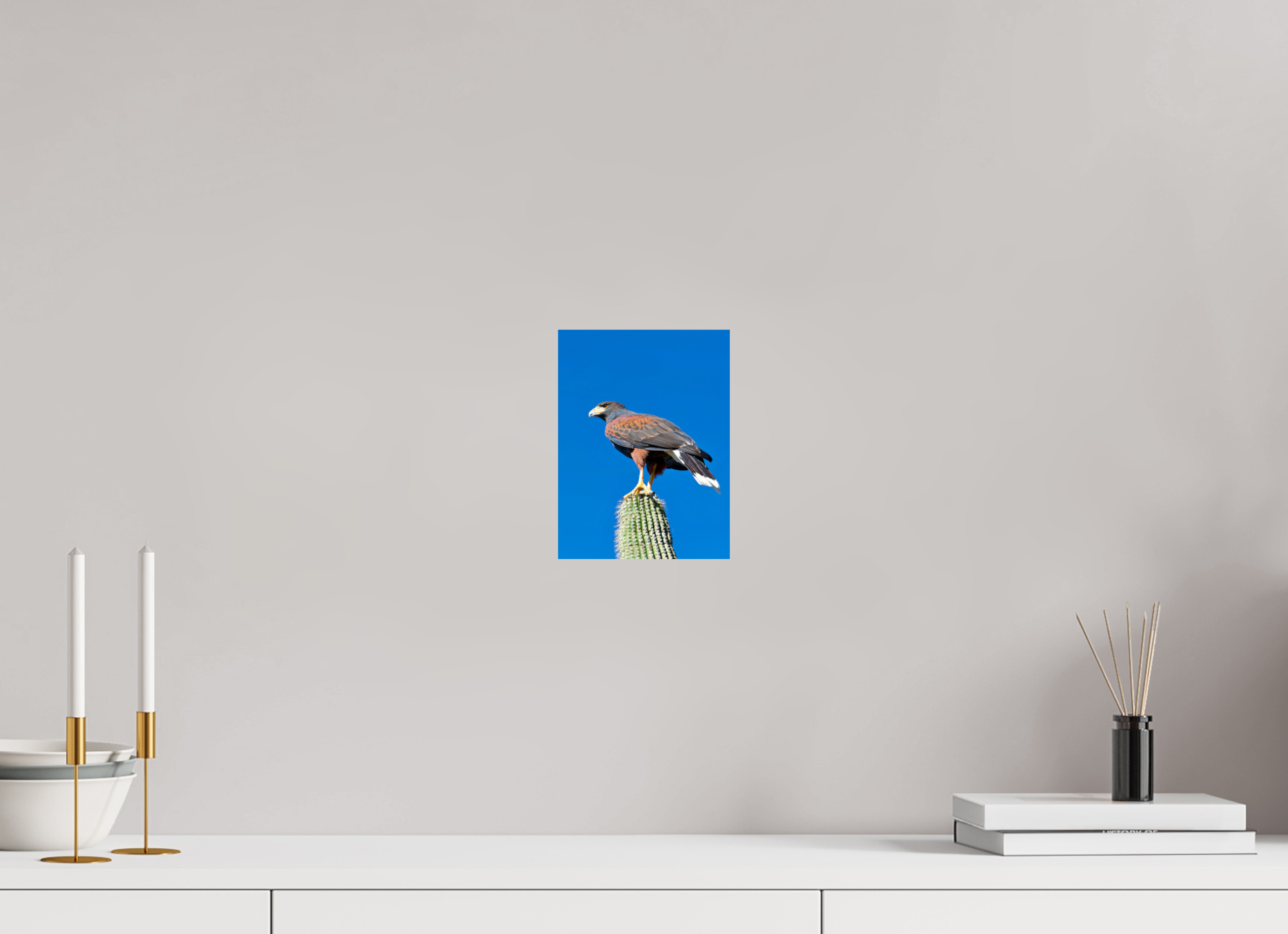 6 x 8″, Metalic Photo Print on Fuji Crystal Pearl Harris's Hawk Resting on a Saguaro