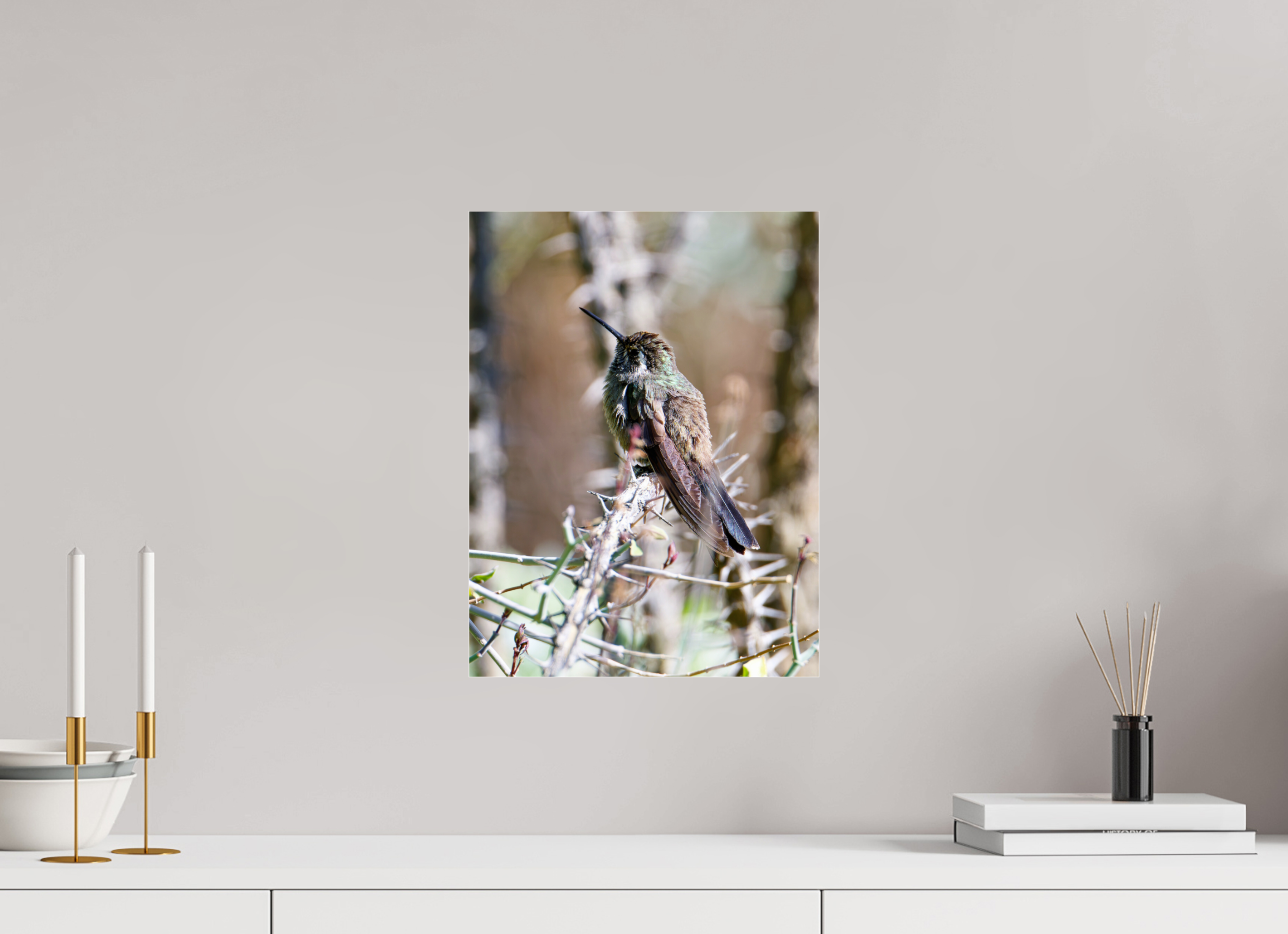 12 x 16″, Photo Print Under Acrylic Glass Blue Throated Mountain Gem Hummingbird resting on an Ocotillo