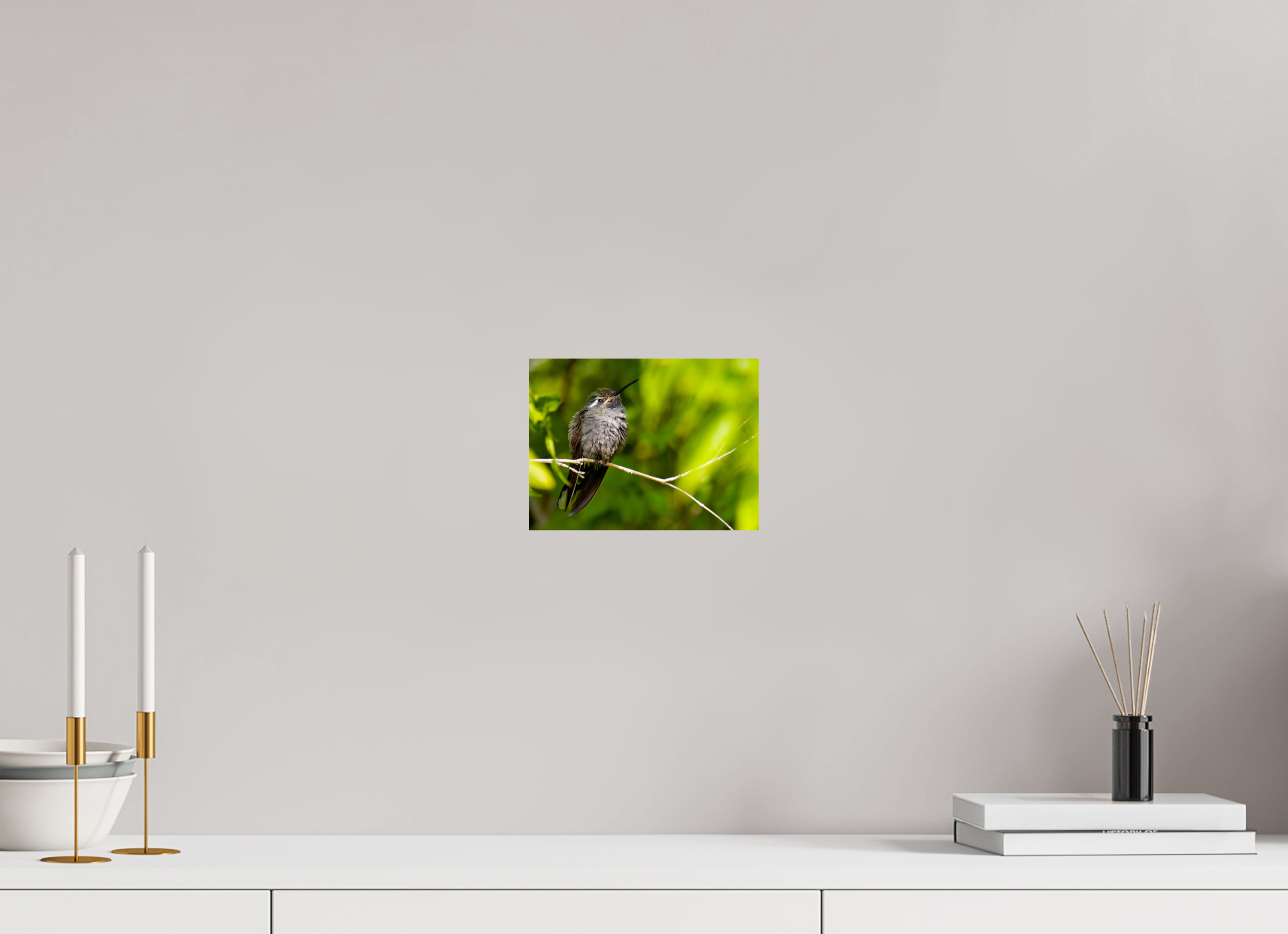 8 x 6″, Metalic Photo Print on Fuji Crystal Pearl Blue Throated Mountain Gem Hummingbird in a Bush