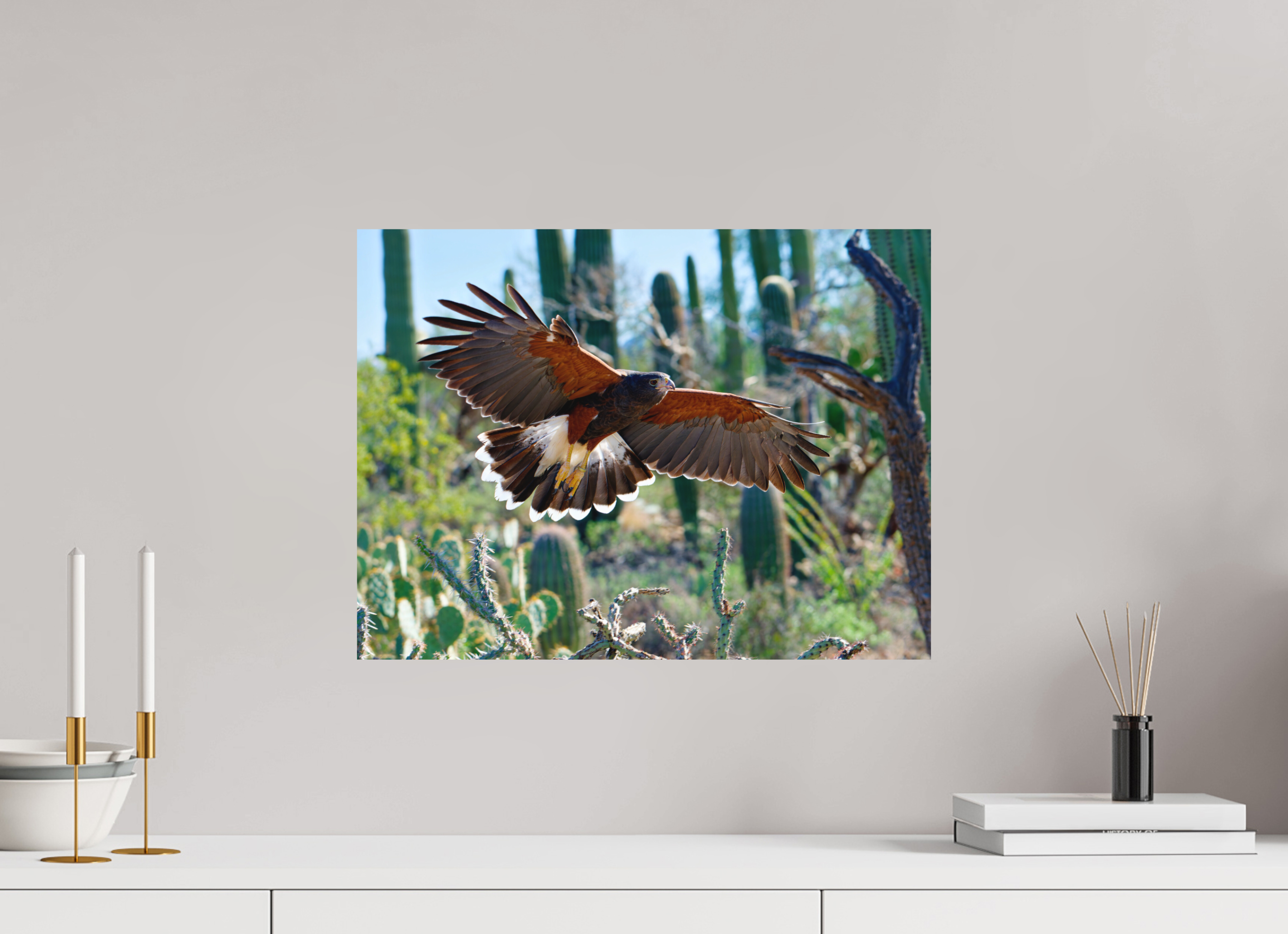 20 x 15″, Fuji Crystal Archive, matte Harris's Hawk Gliding