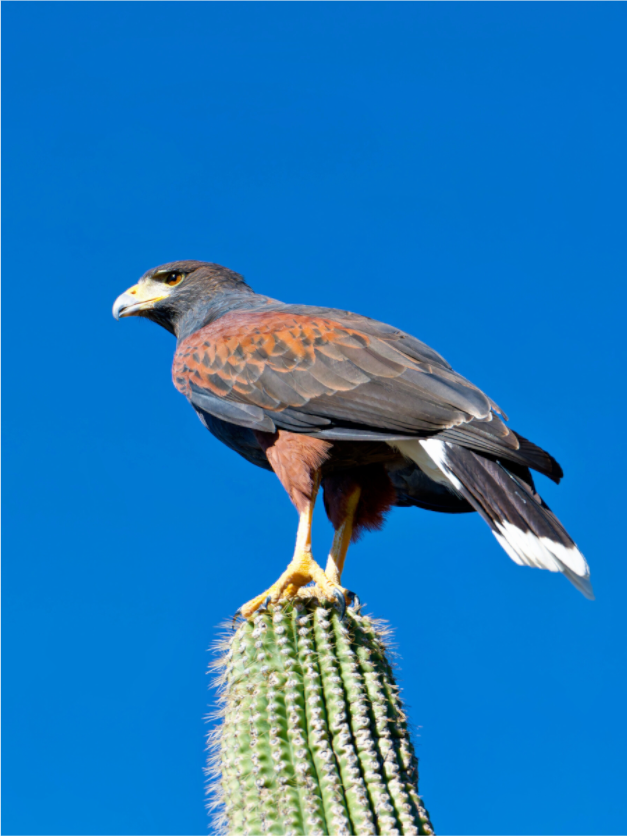 Main image Harris's Hawk Resting on a Saguaro