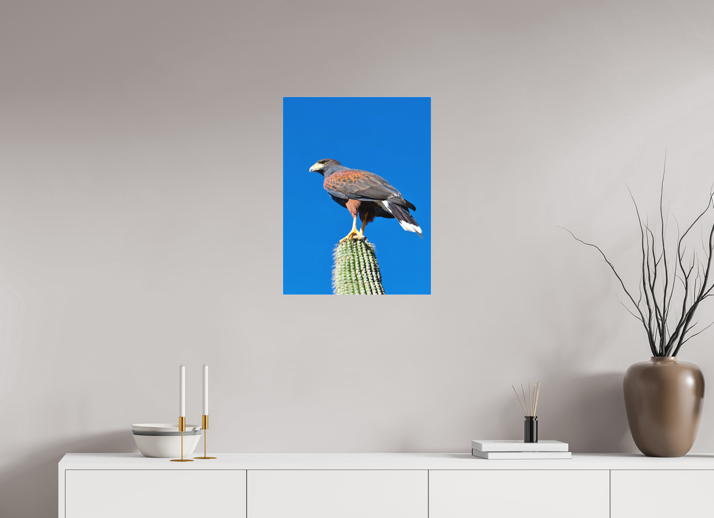 18 x 24″, Matte Acrylic Harris's Hawk Resting on a Saguaro