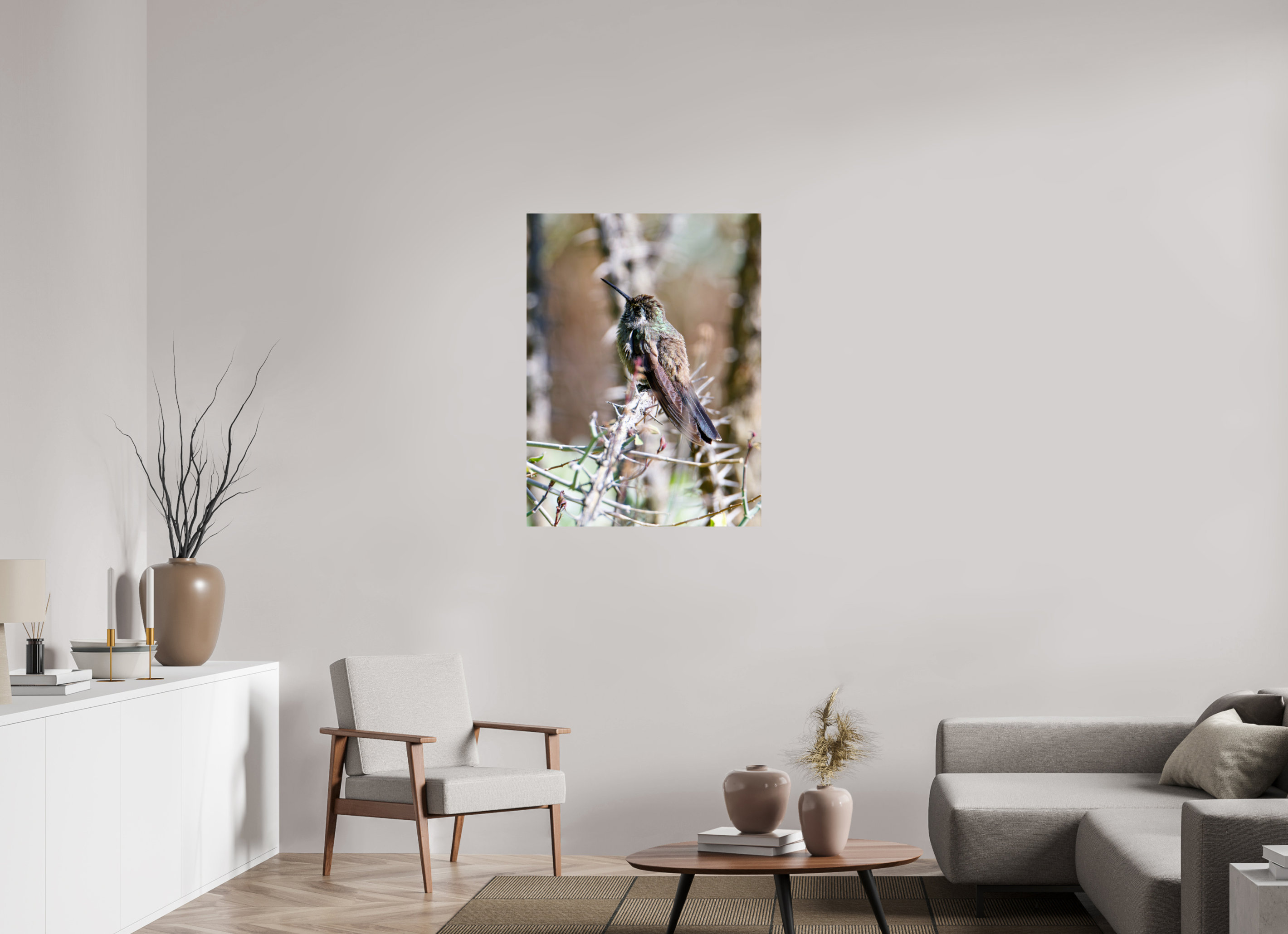 30 x 40″, Metalic Photo Print on Fuji Crystal Pearl Blue Throated Mountain Gem Hummingbird resting on an Ocotillo