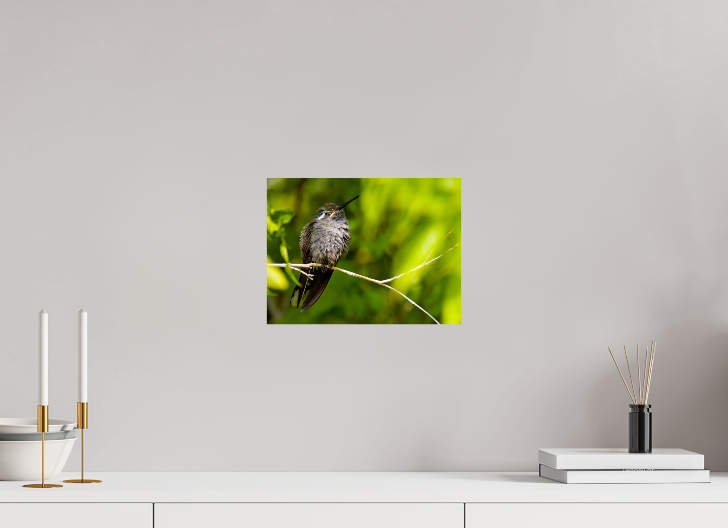 12 x 9″, Photo Print On Fuji Crystal DP II Blue Throated Mountain Gem Hummingbird in a Bush