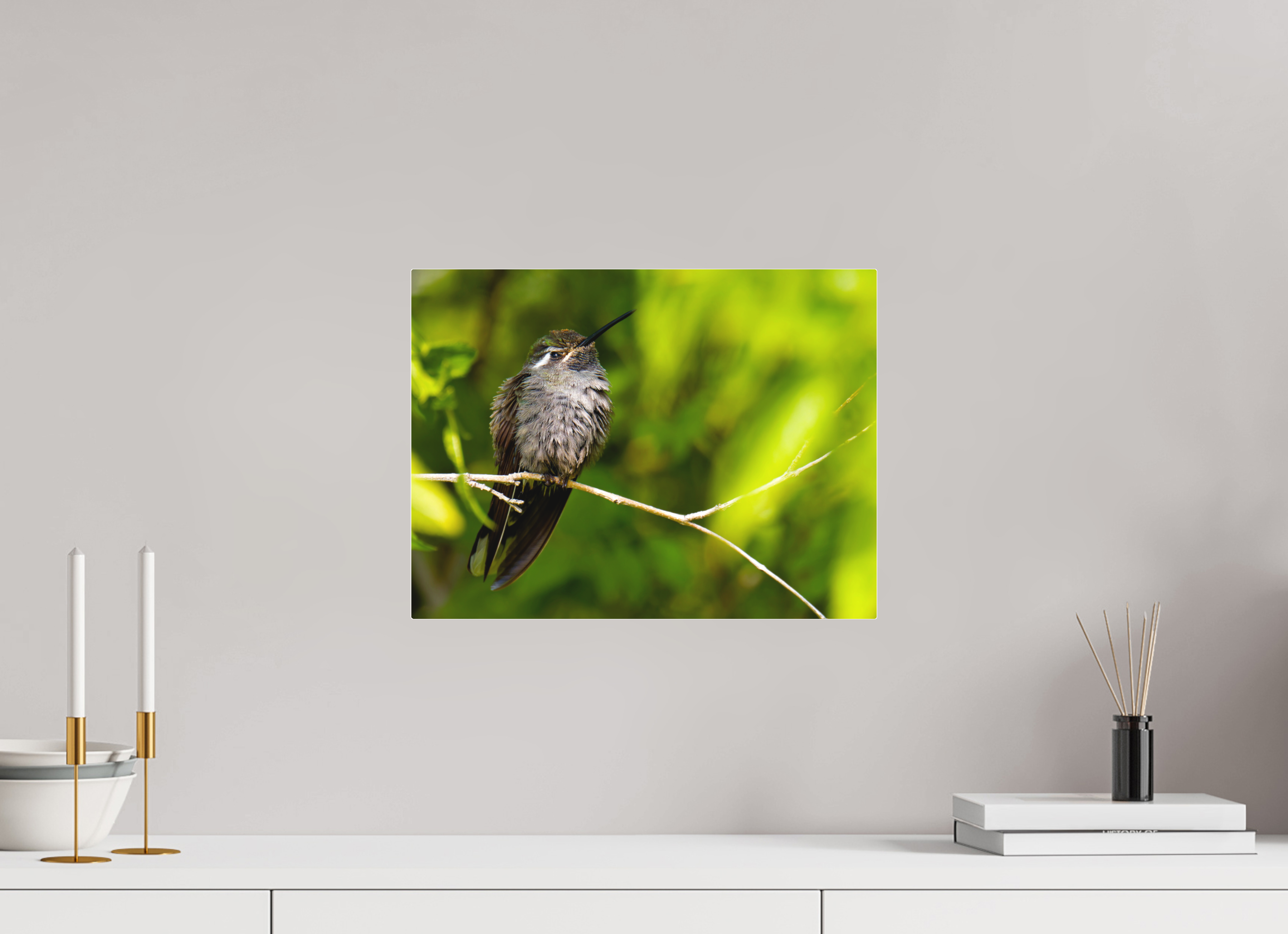 16 x 12″, Matte Acrylic Blue Throated Mountain Gem Hummingbird in a Bush