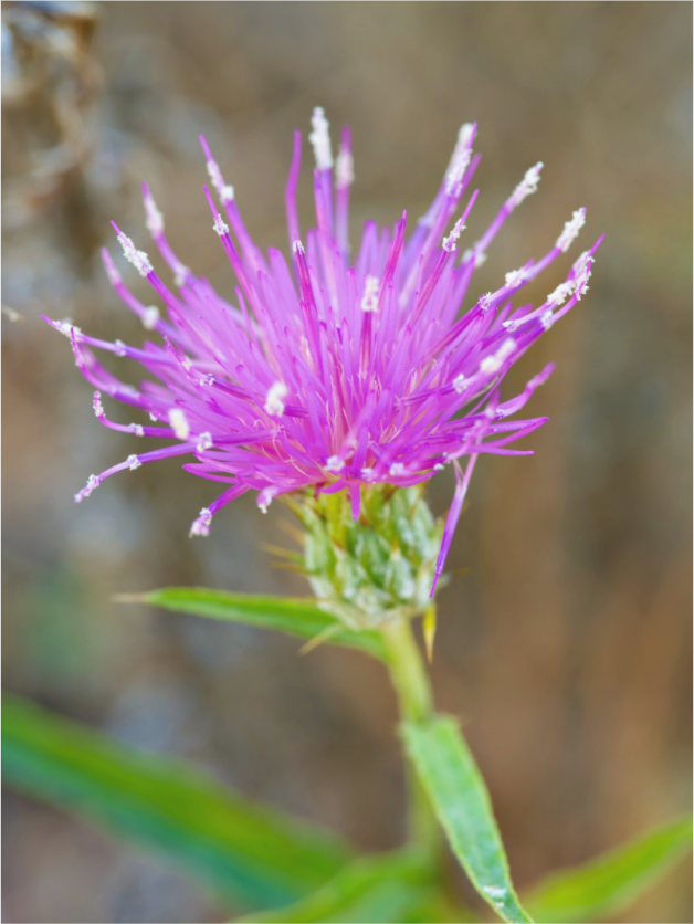 Main image Purple Thistle